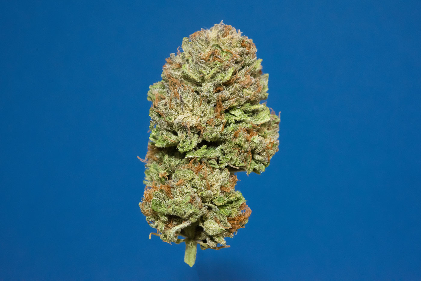 best-strains-for-thanksgiving-lazy-bee-gardens-remedy-cbd.jpg
