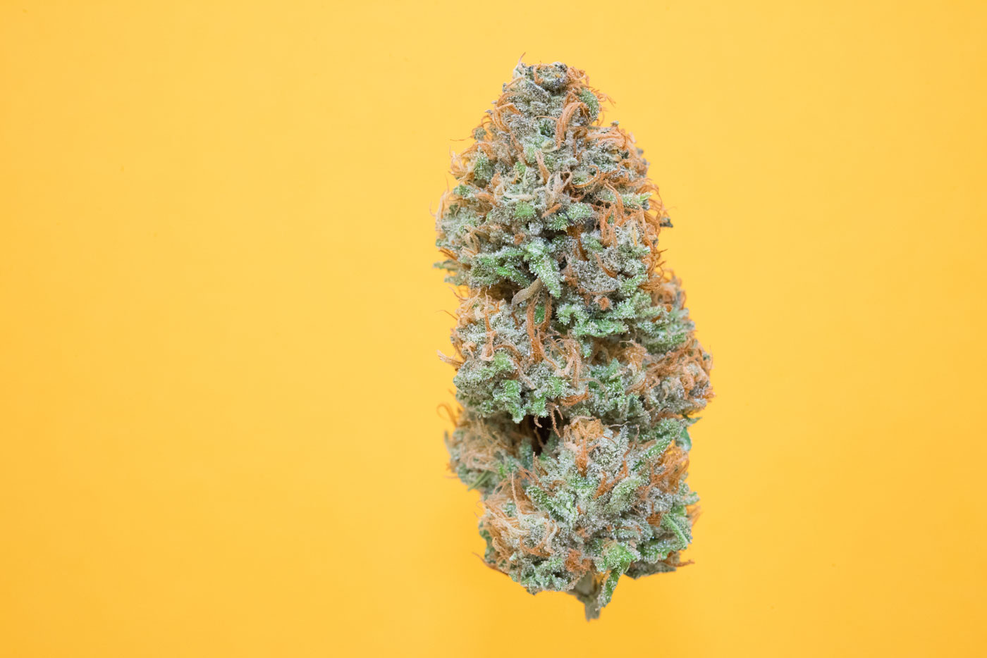 best-strains-for-thanksgiving-lazy-bee-gardens-albino-kush.jpg