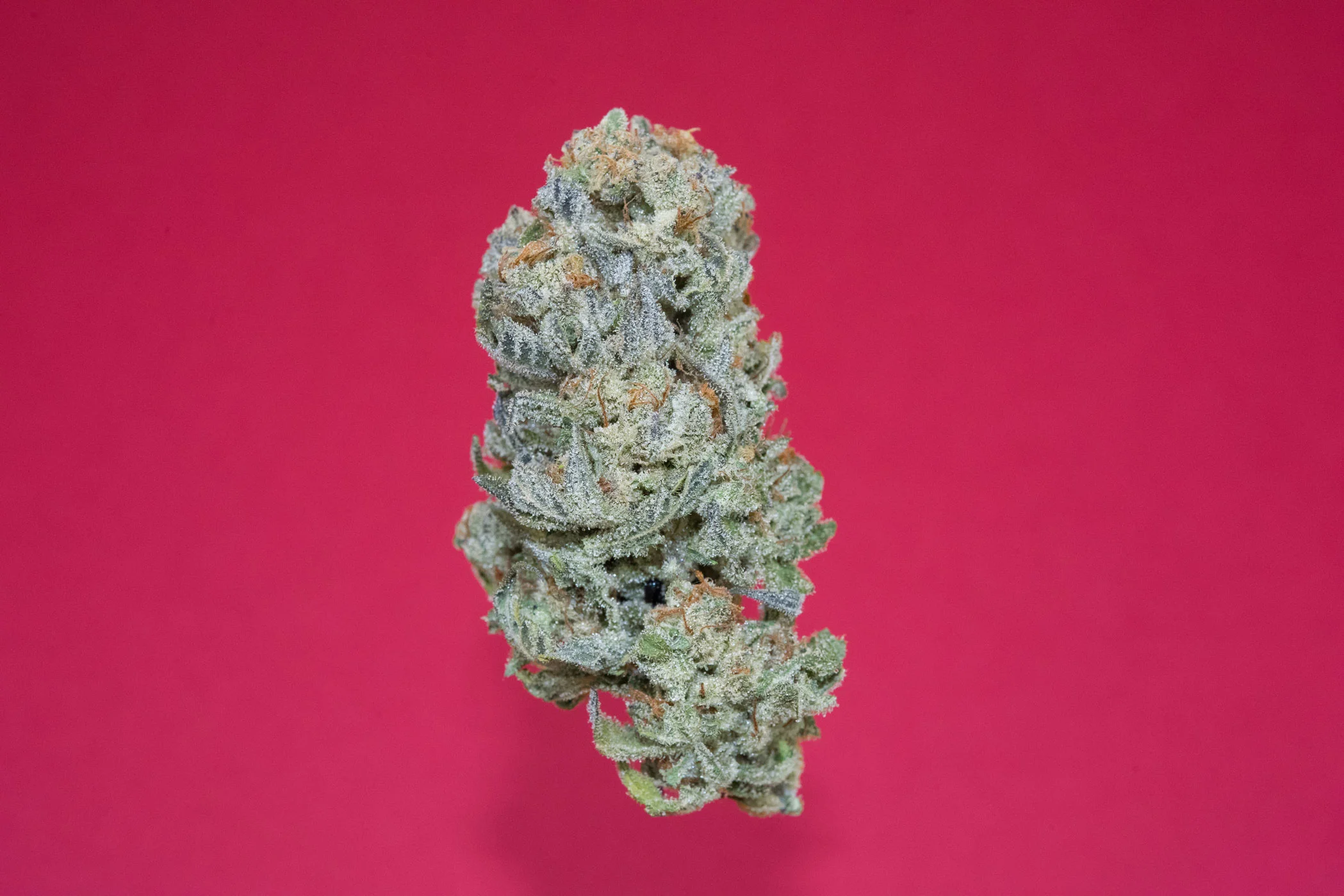 best-strains-for-thanksgiving-lazy-bee-gardens-grandma-andersons-cookies.jpg