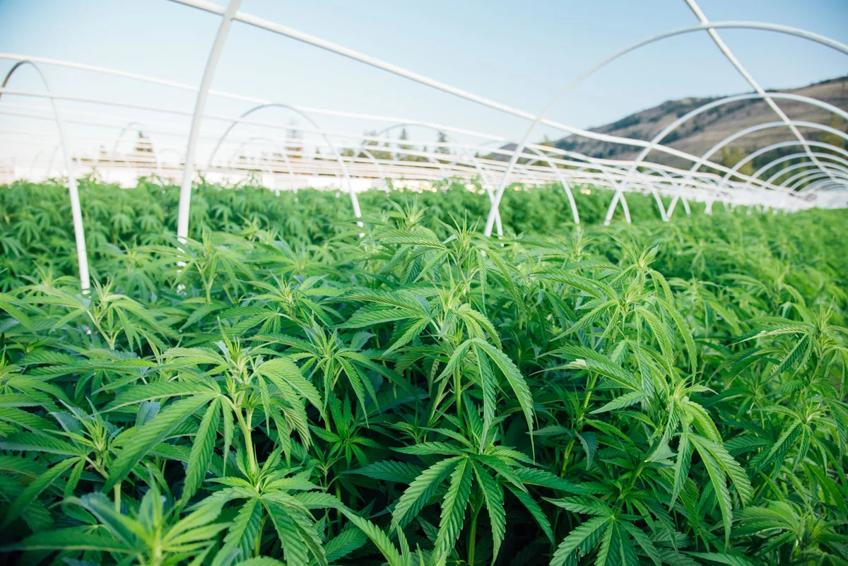 clean-green-certified-sungrown-cannabis-lazy-bee-gardens-2.jpg