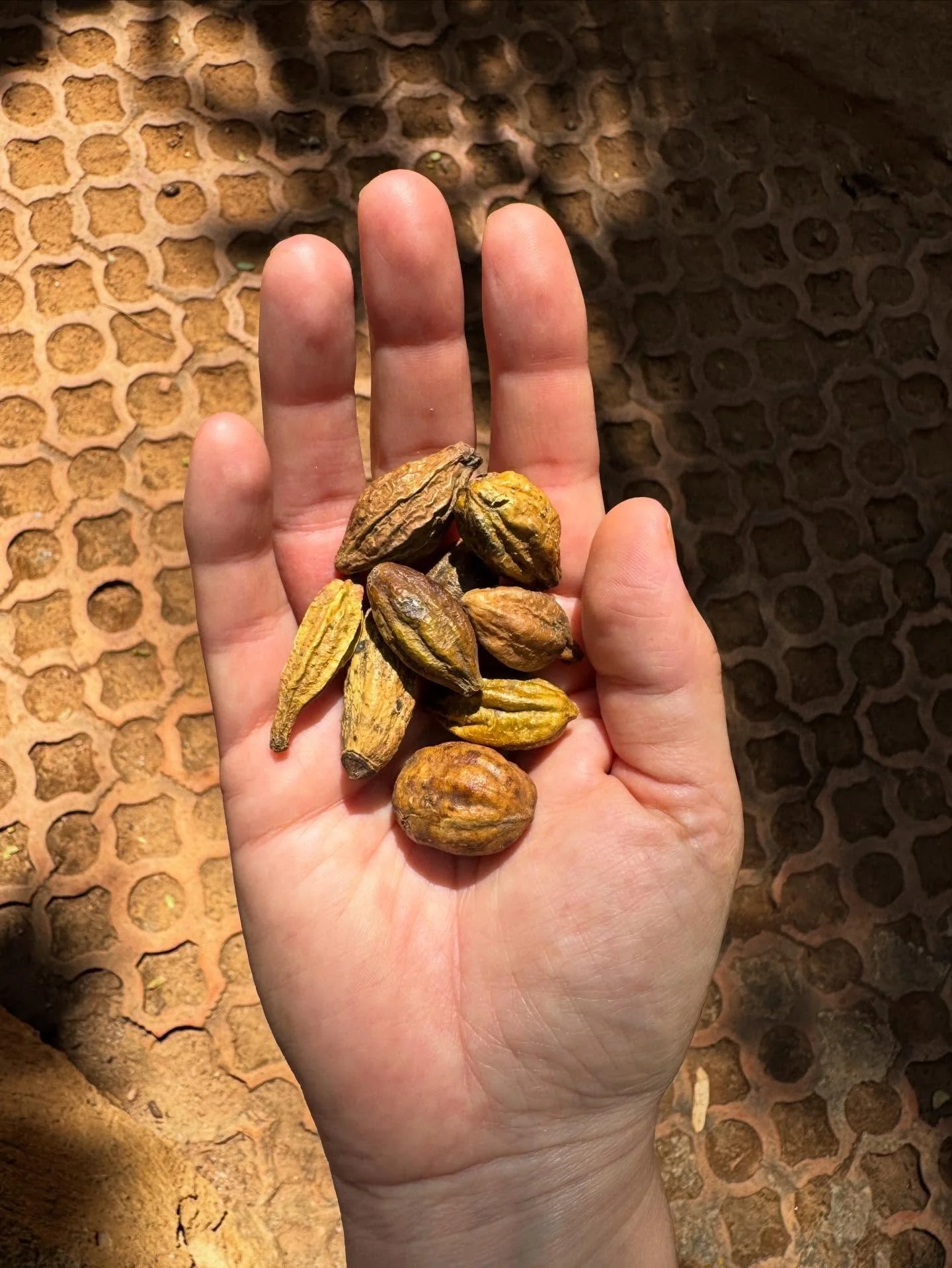 Myrobalan - Terminalia chebula
A great source of tannin.