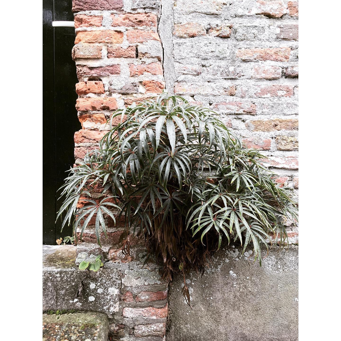 Weekend exploration of the old houses and brick walls of Veere 🌿