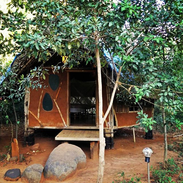 Our accommodation at #Auroville #Evergreen #traditional #hut #thatchroof #Forest #BacktotheBasics #nagarnagar #Travel #India