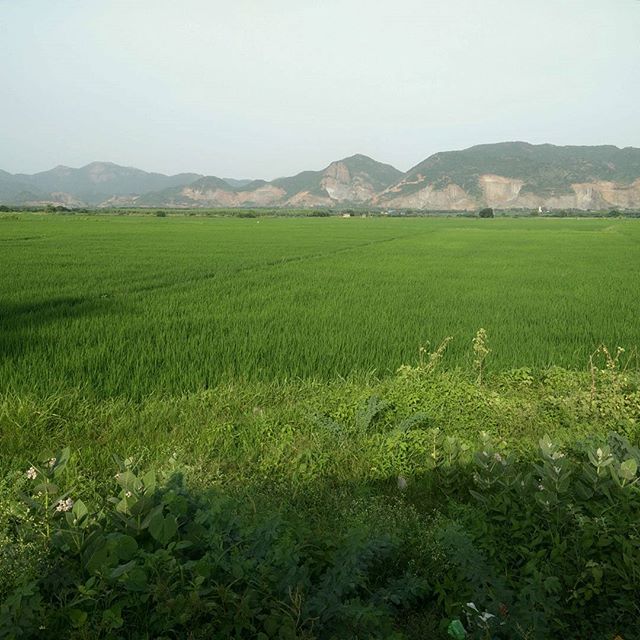 Paddy fields in Andhra Pradesh. #nagarnagar #natgeoexplore #ricebowl #easternghats #paddy #rice #India #nofilter #cropsofIndia #krishna #river #irrigation #roadtrip