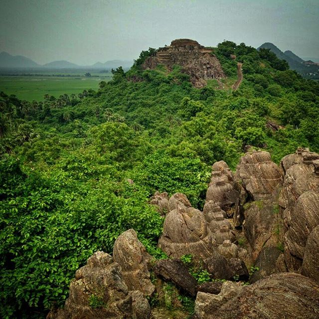 Sankaram Buddhist Monastery: the two hills towering over the paddy fields have ruins of the three sects of Buddhism. Some estimates suggest they were functional monasteries between 3rd century and 7th century CE. 
#nagarnagar #godavaridelta #ancient 