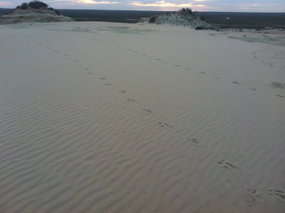 Dune prints.jpg