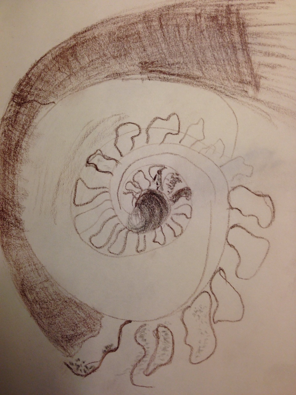 Ammonite Body Image.jpg