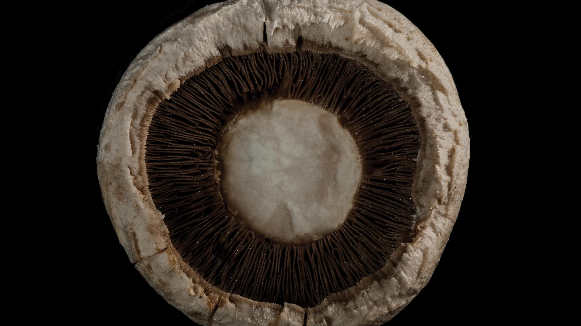 Extraterrestrial 1.jpg