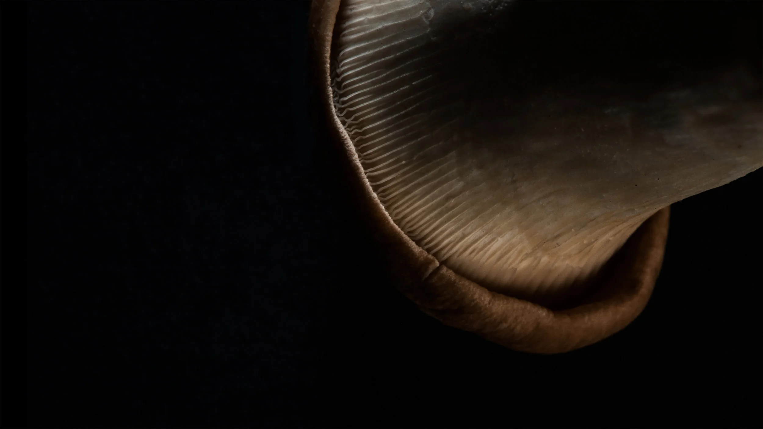 Extraterrestrial 3.jpg