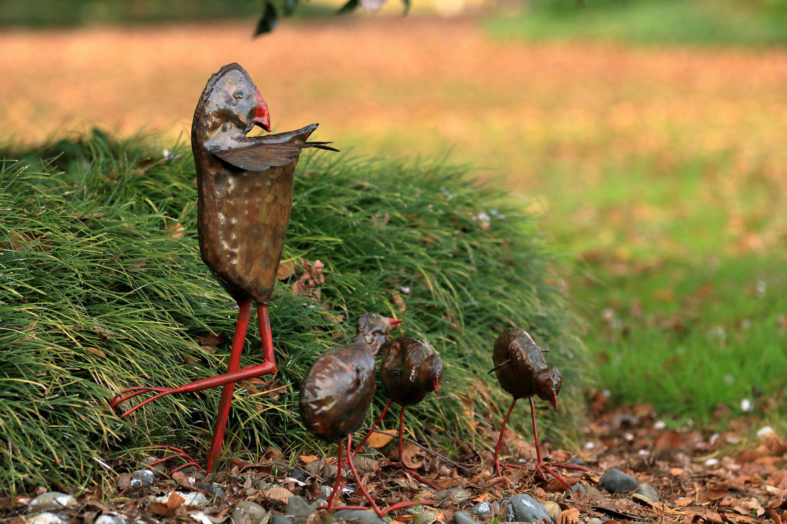 Pukeko family.JPG