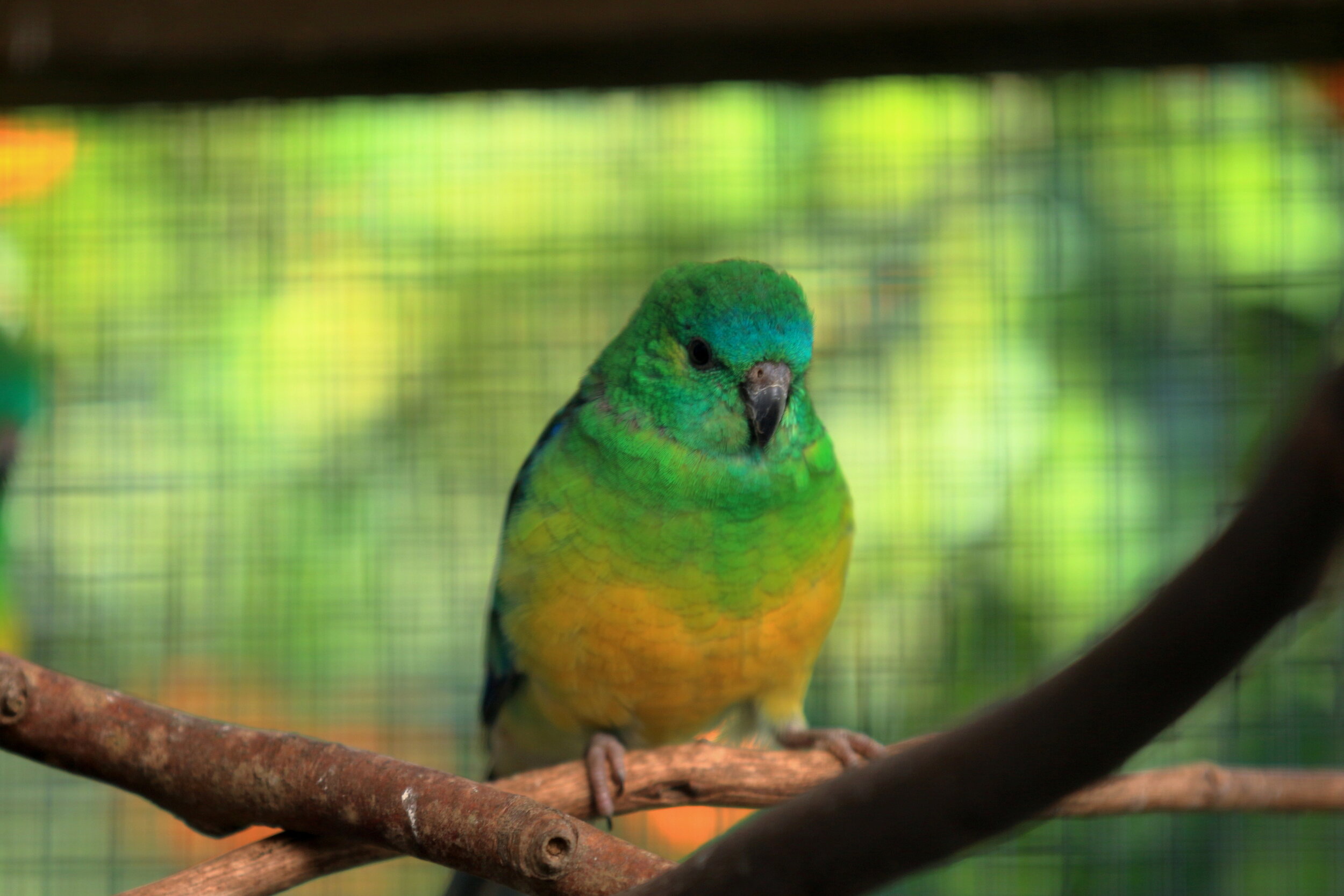 Kakariki bird.JPG