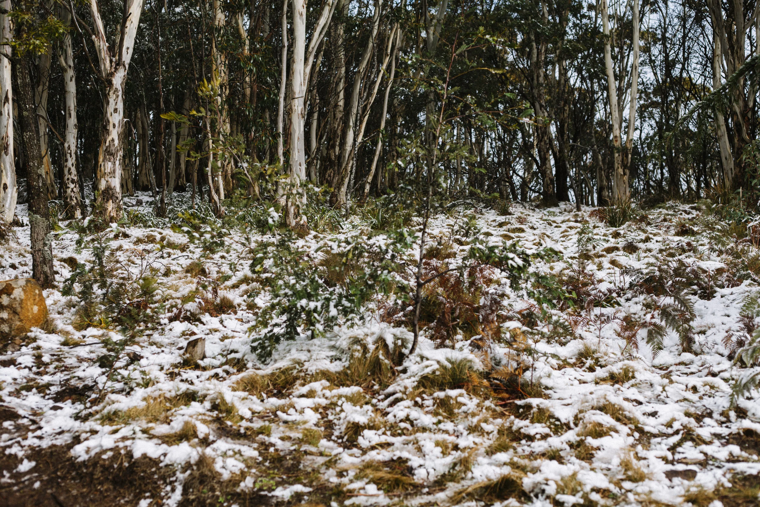 MountMacedon_6881.jpg