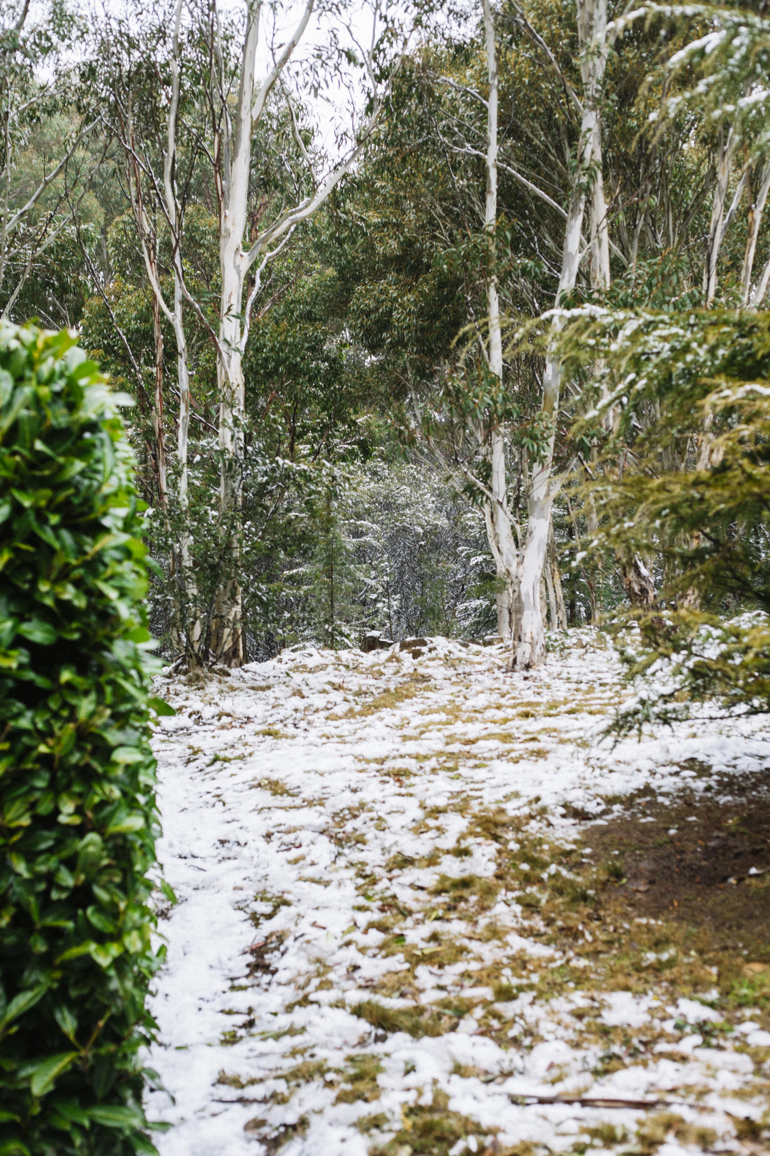 MountMacedon_6949.jpg