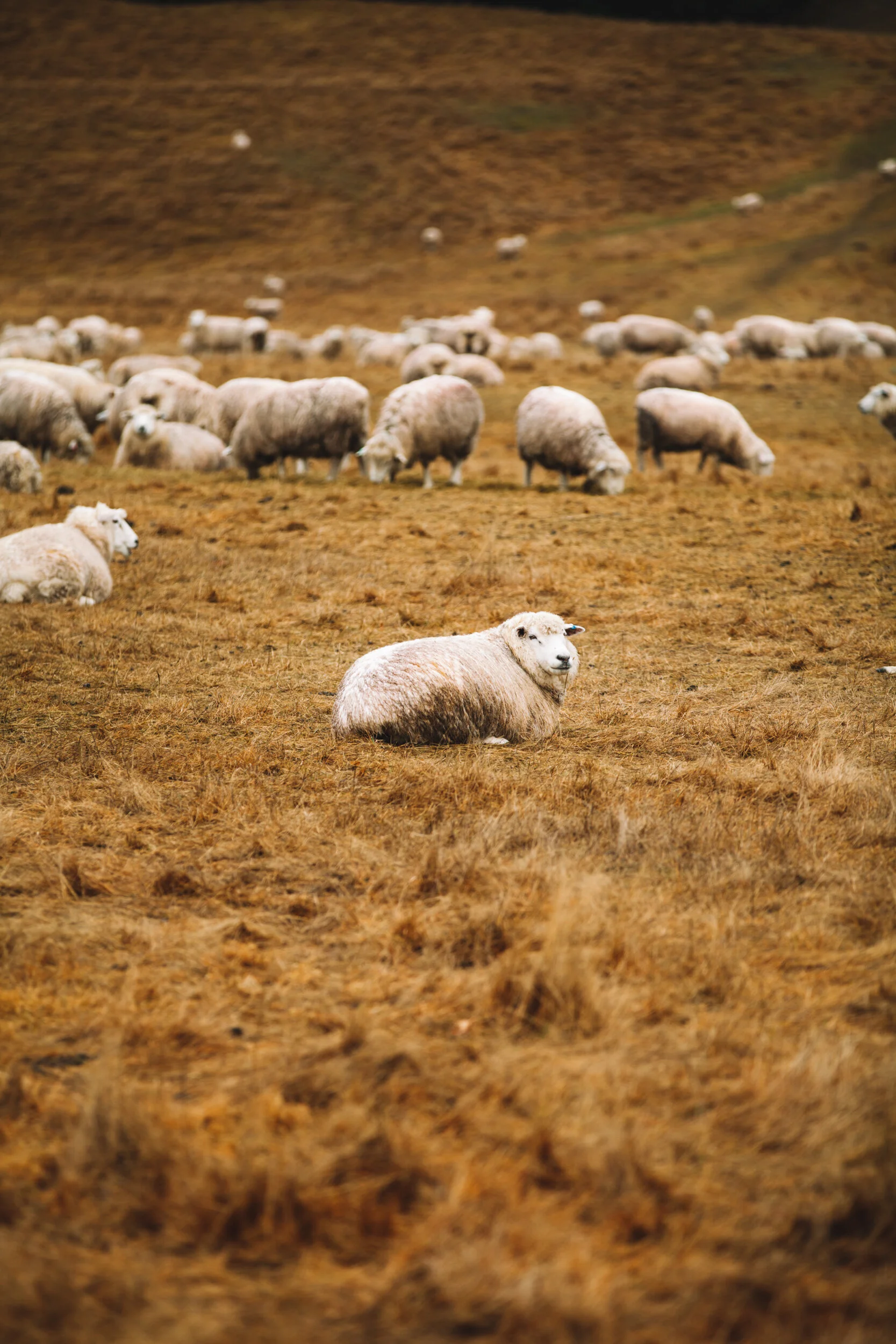 New Zealand-4540.jpg
