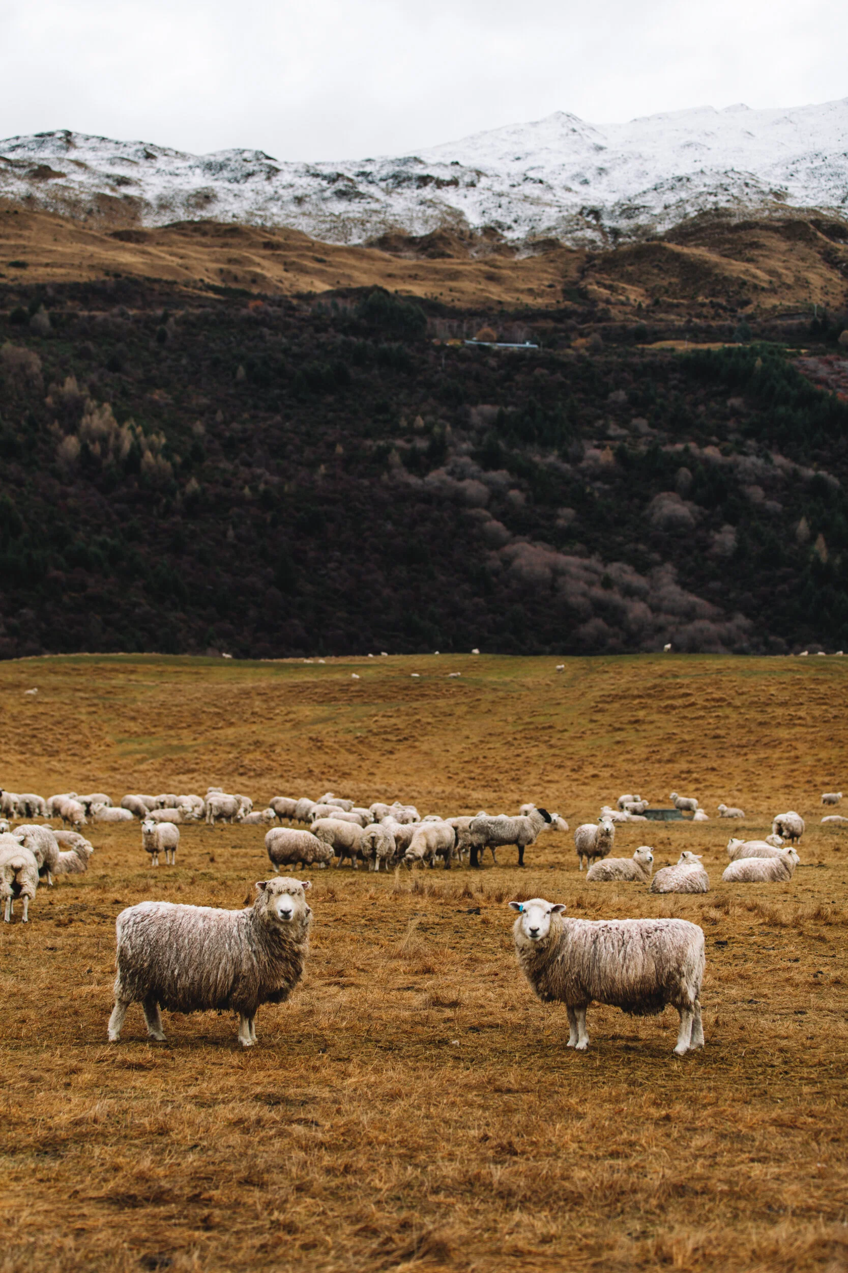 New Zealand-4561.jpg