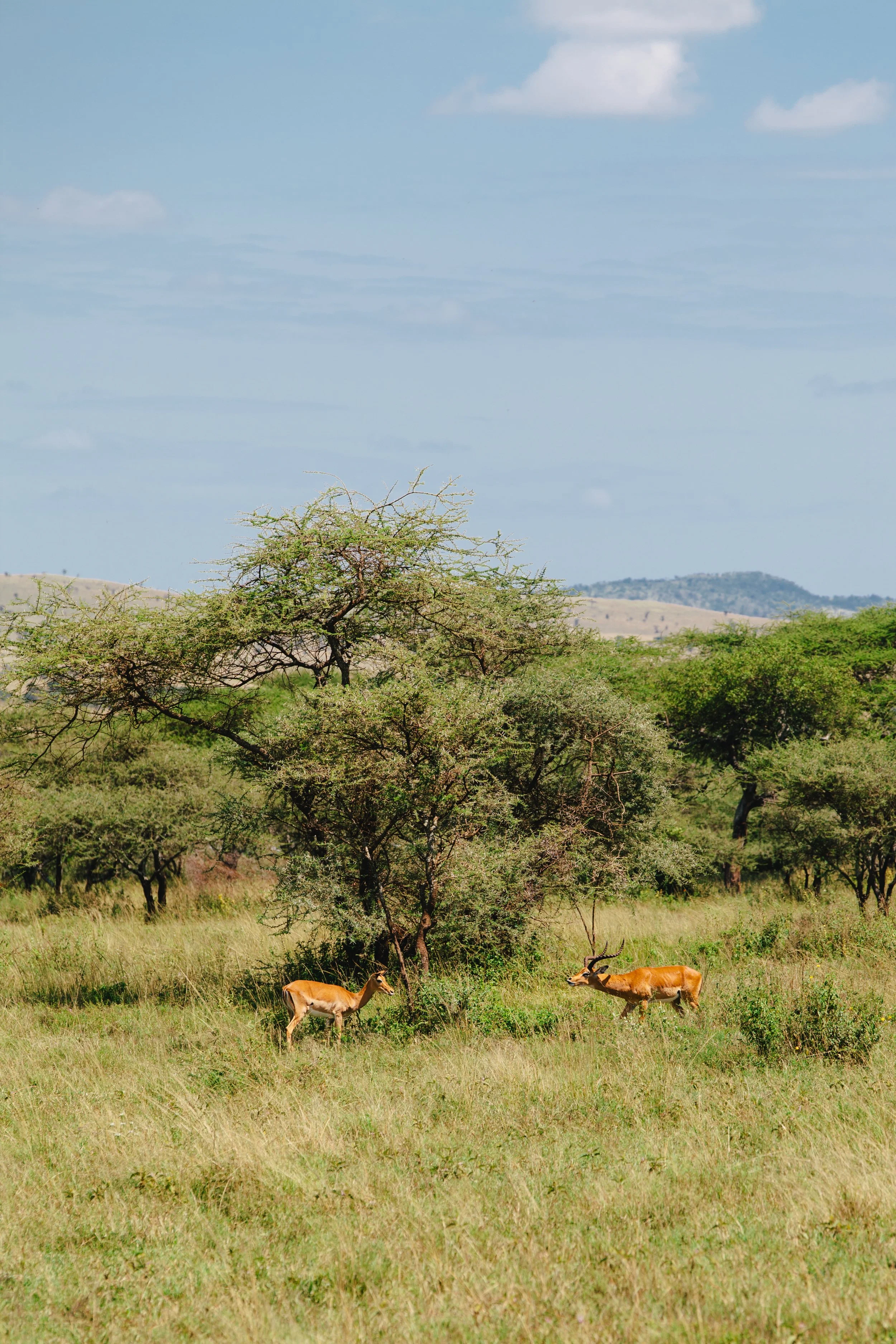Serengeti-5659.jpg