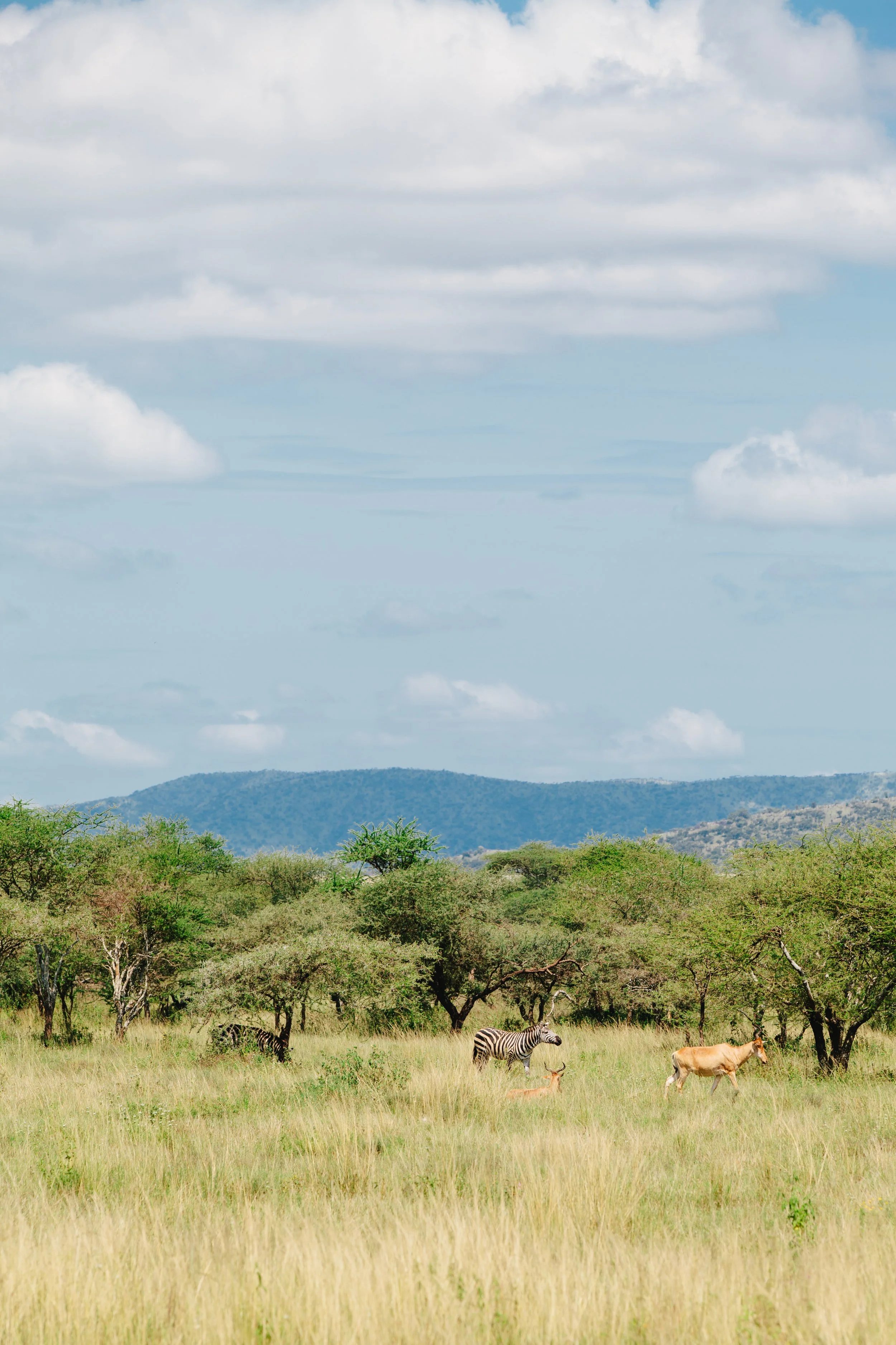 Serengeti-5650.jpg