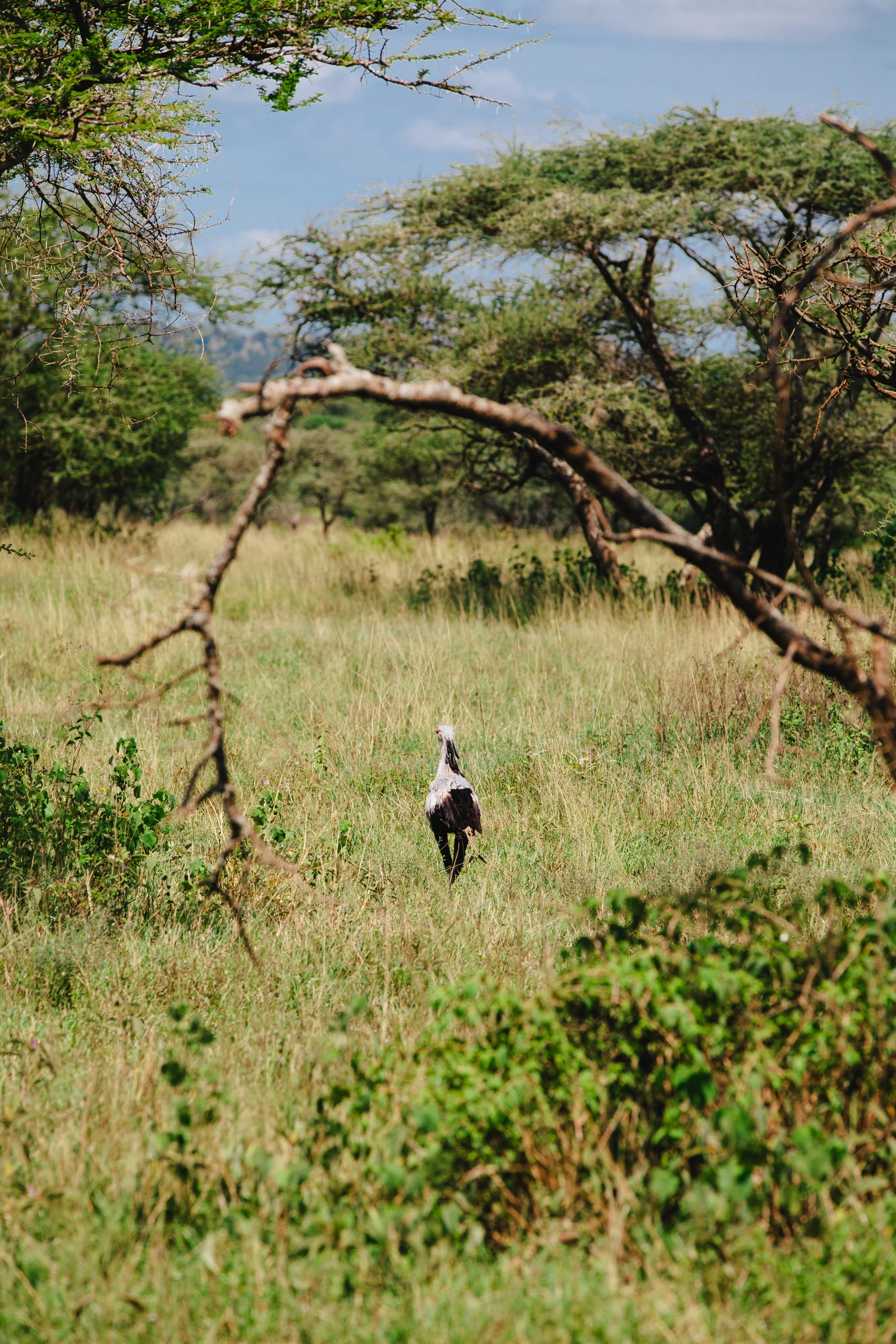 Serengeti-5663.jpg