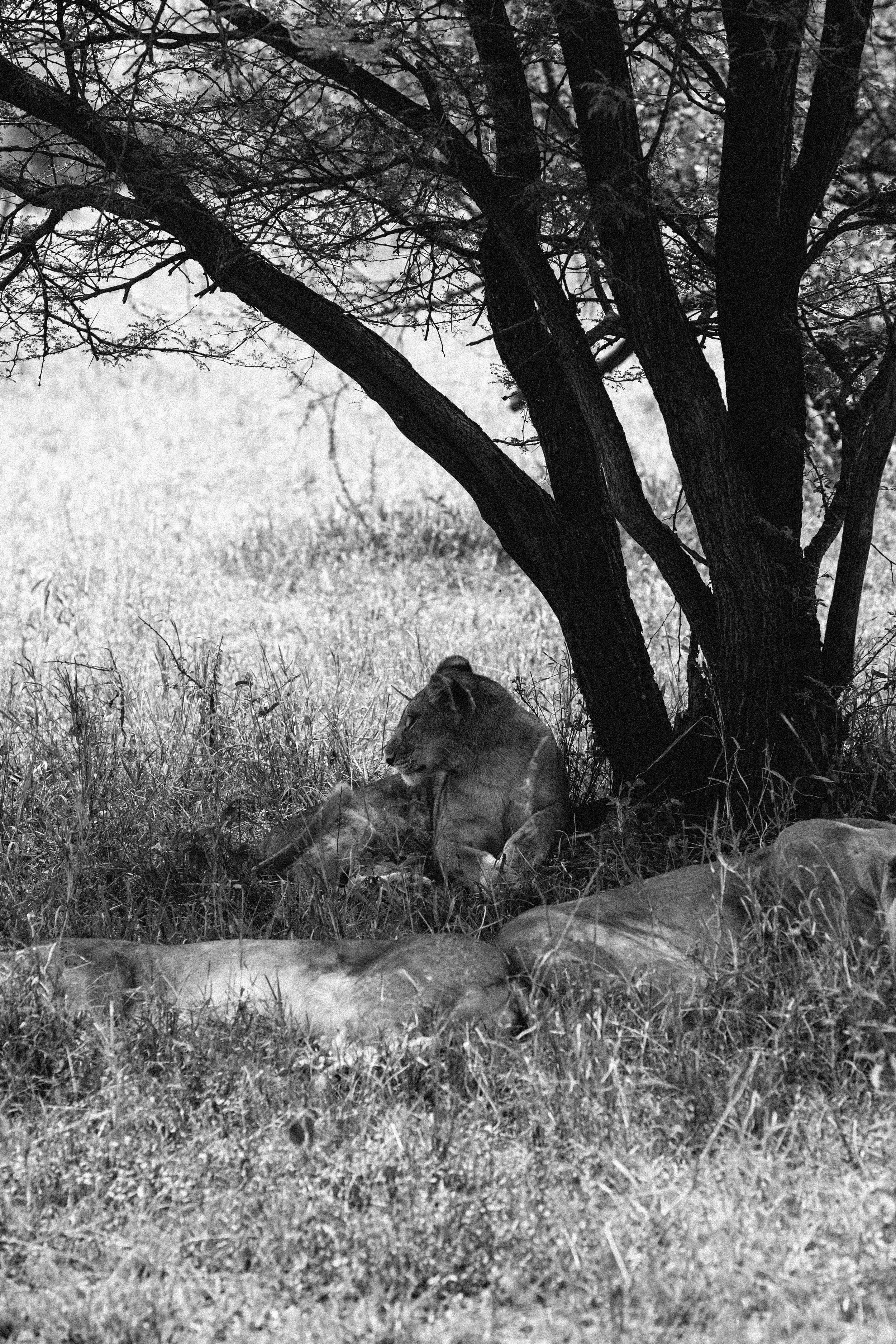 Serengeti-5692.jpg