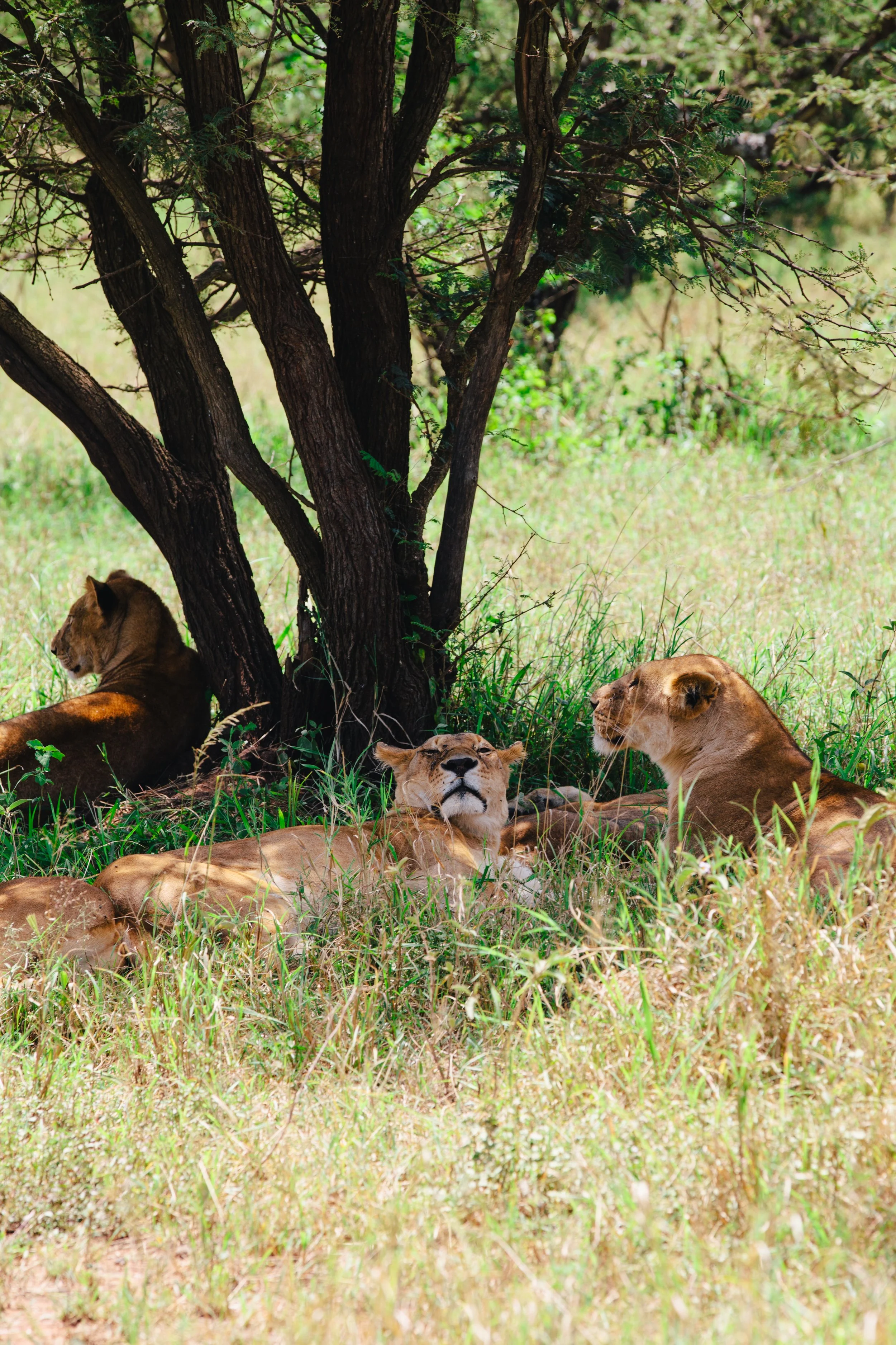 Serengeti-5742.jpg