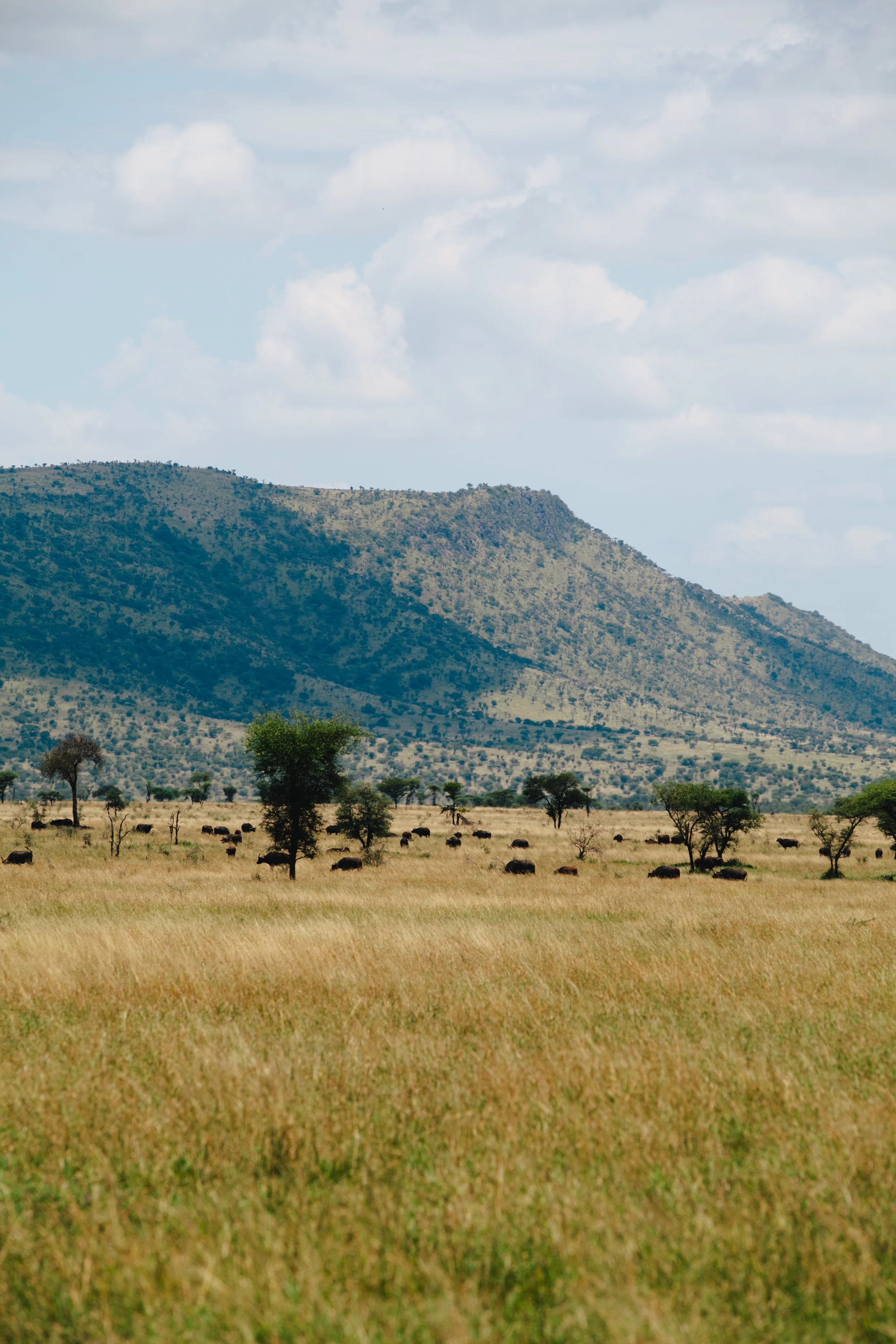 Serengeti-5803.jpg