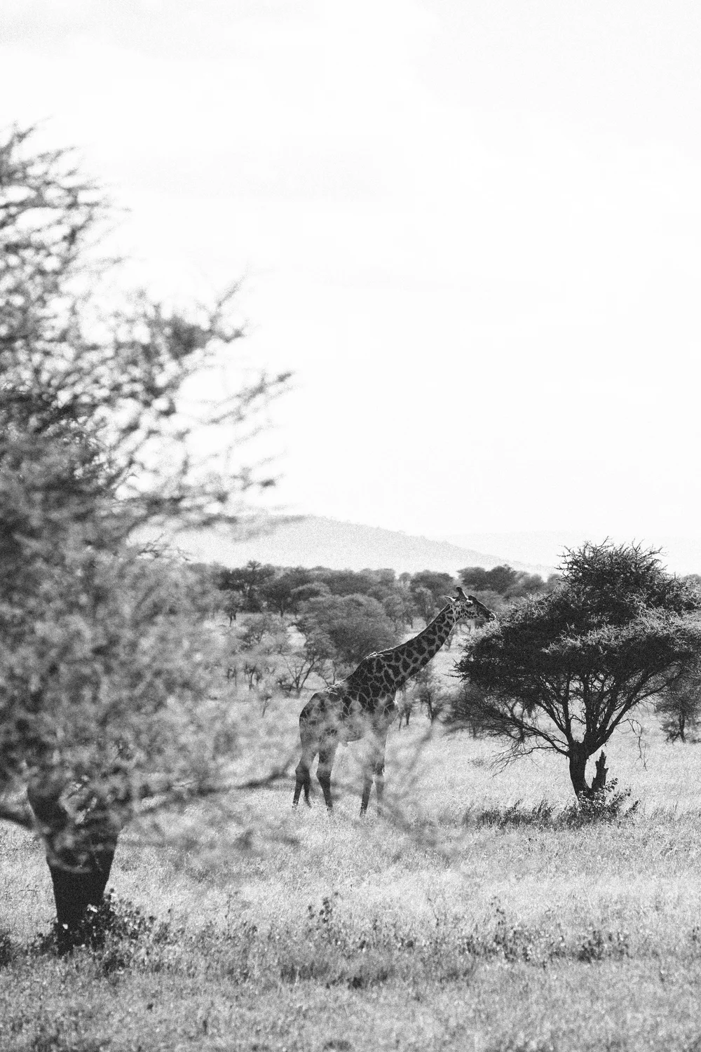 Serengeti-5932.jpg