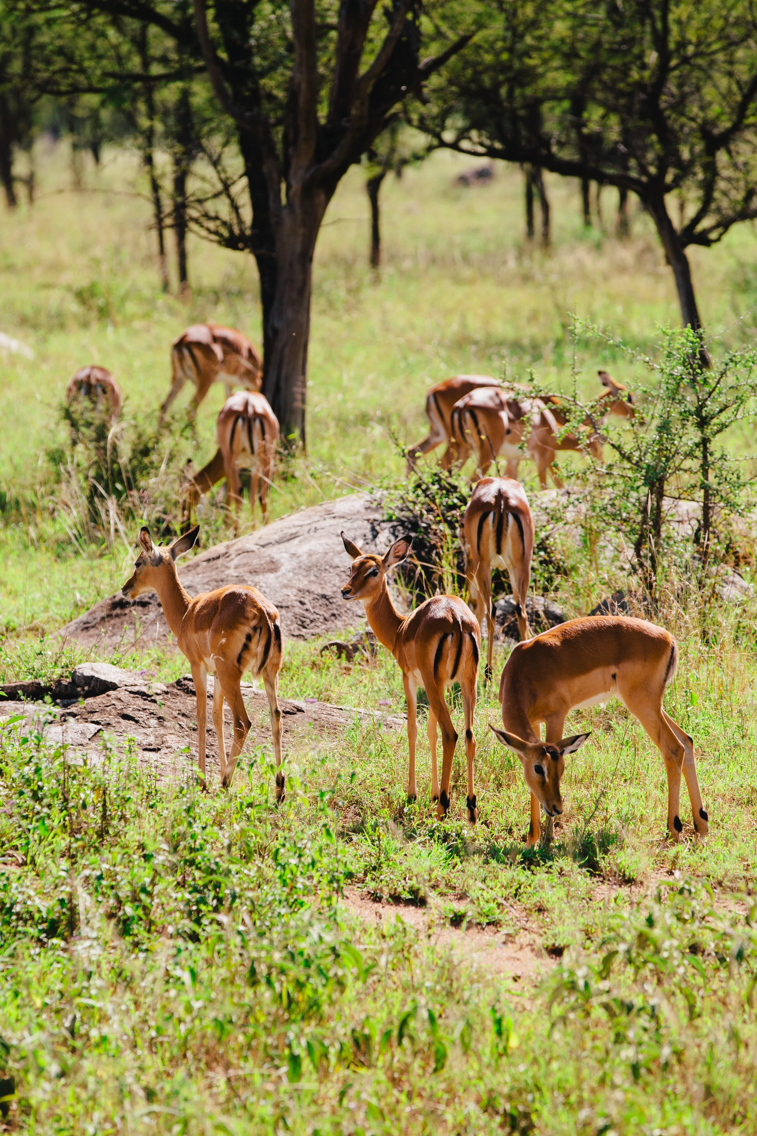 Serengeti-5976.jpg