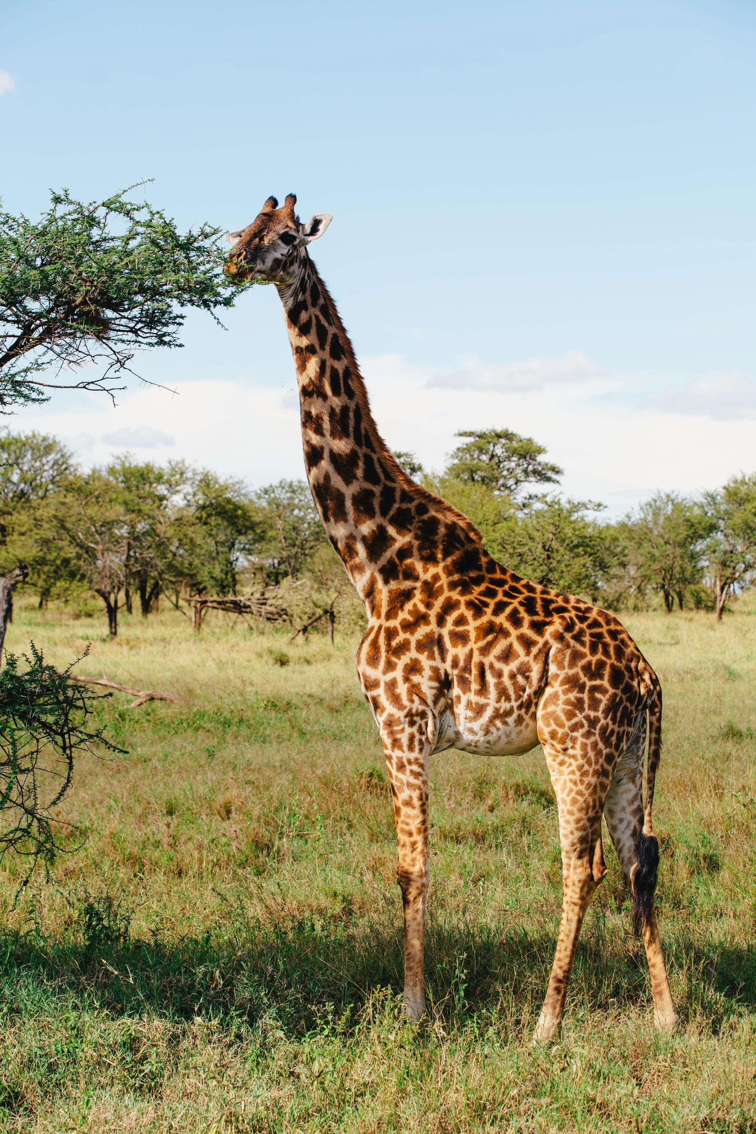 Serengeti-5960.jpg