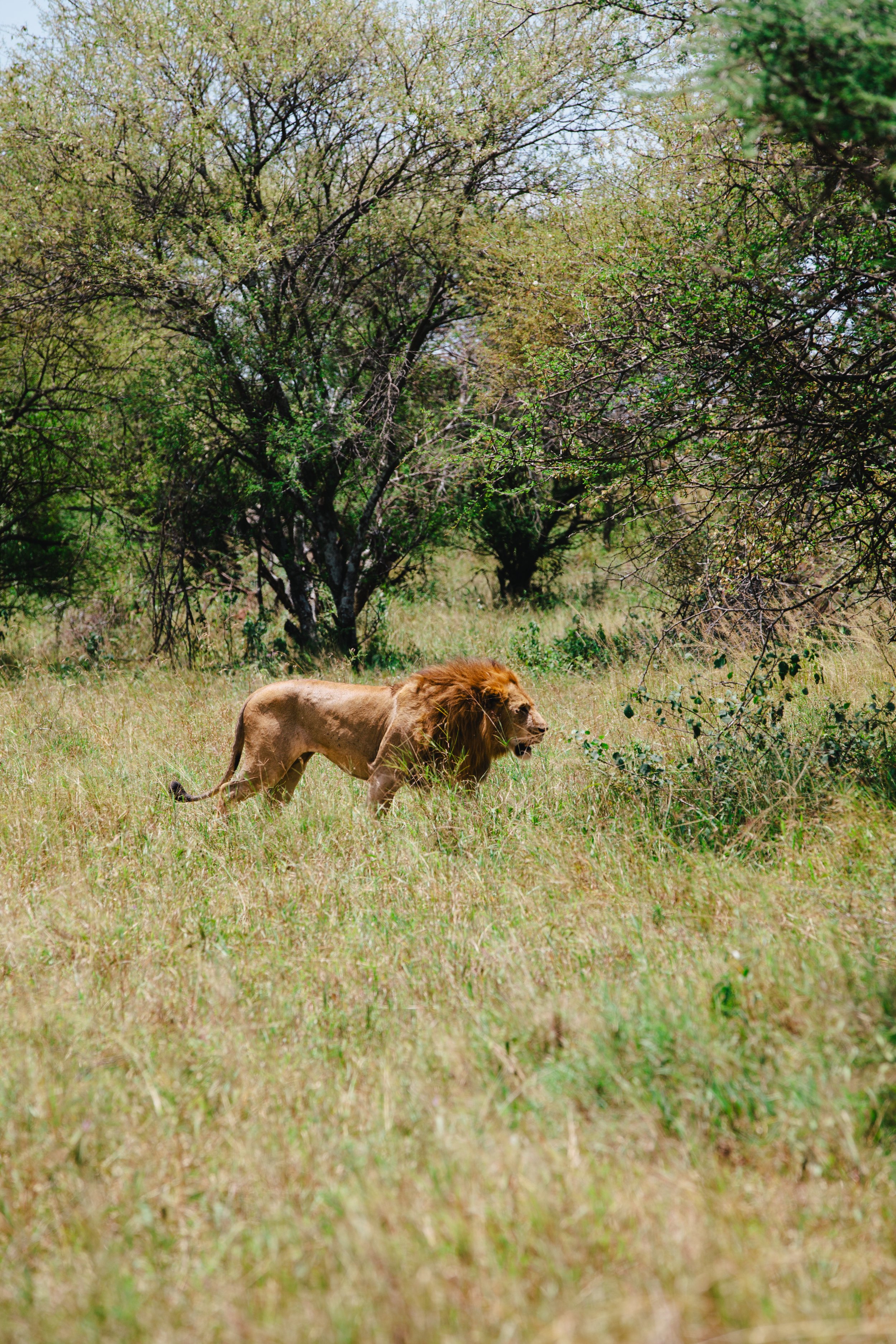 Serengeti-5848.jpg