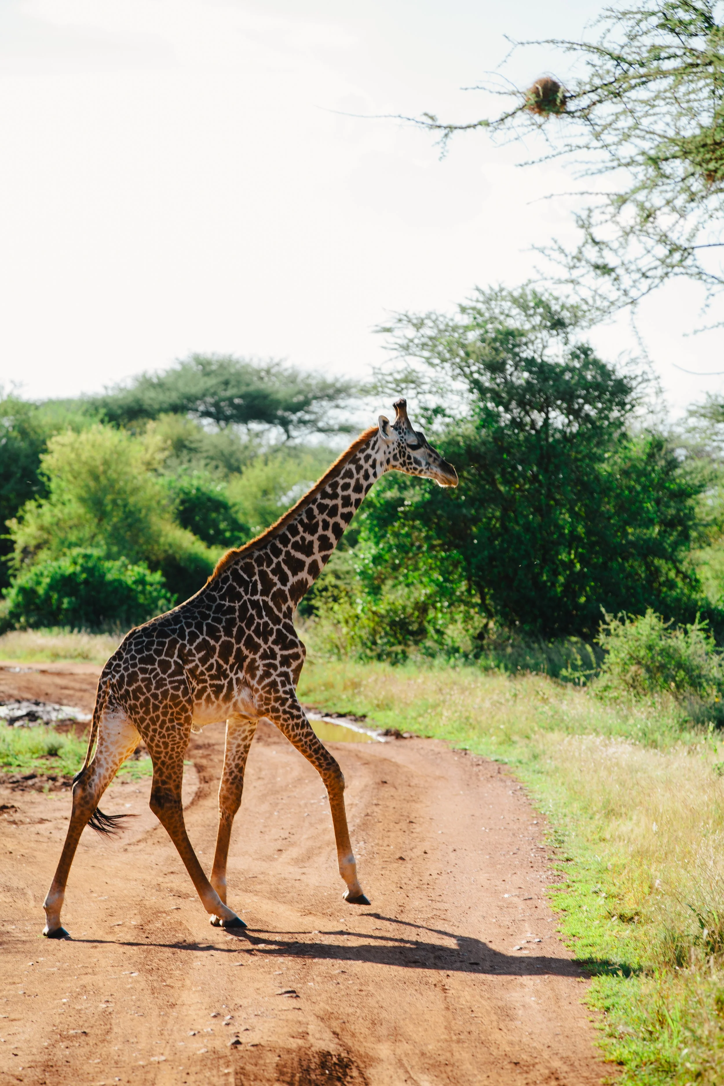 Serengeti-6062.jpg
