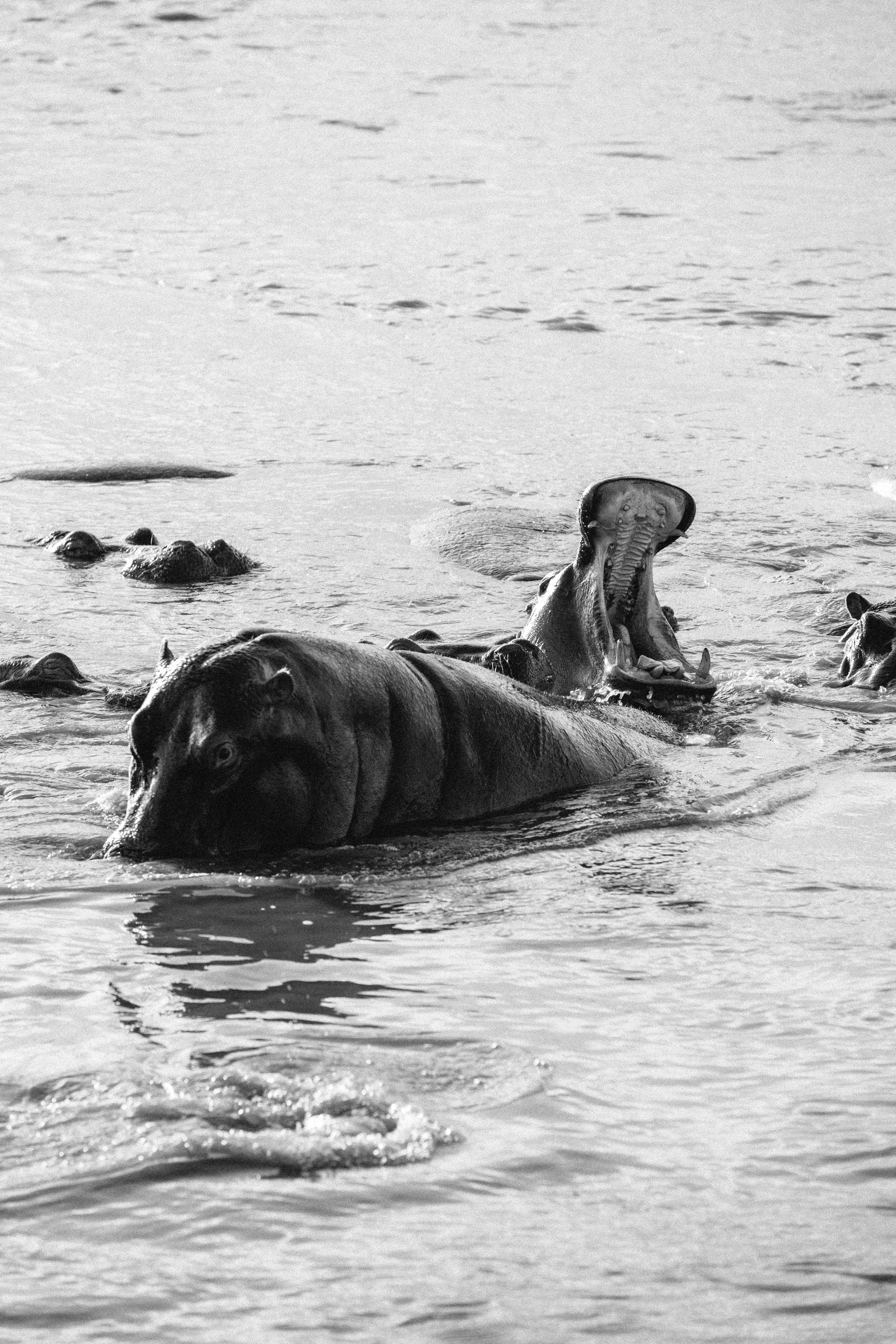 Serengeti-6168.jpg