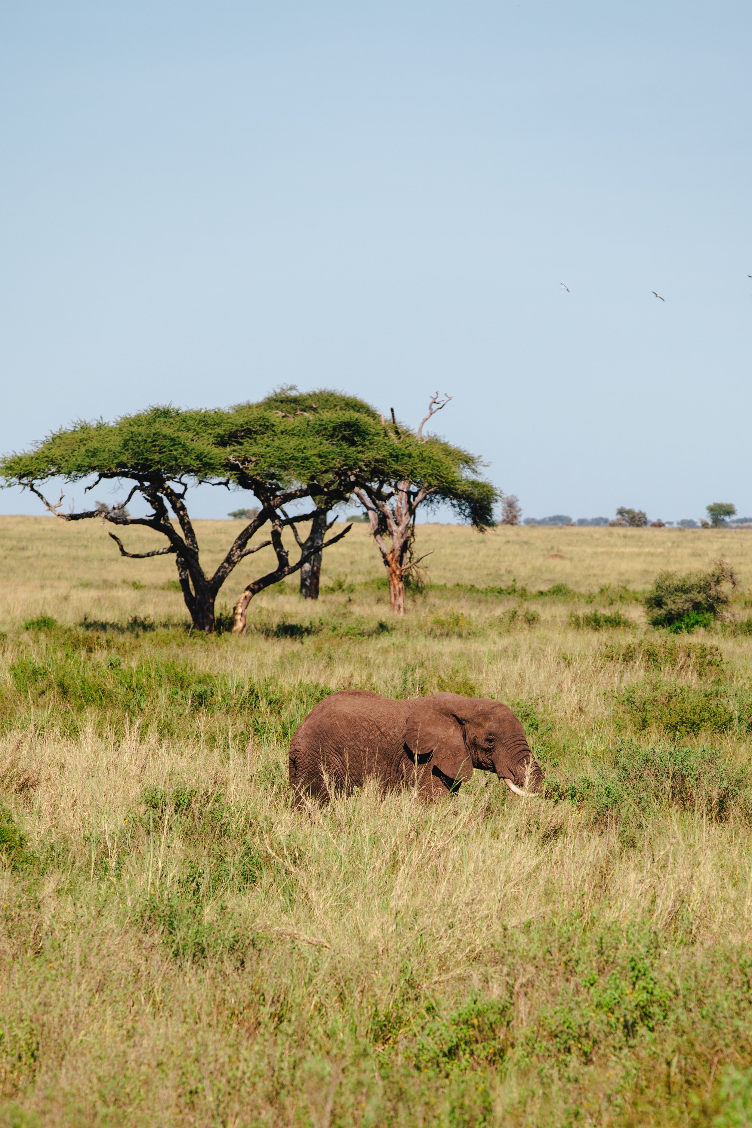 Serengeti-6687.jpg