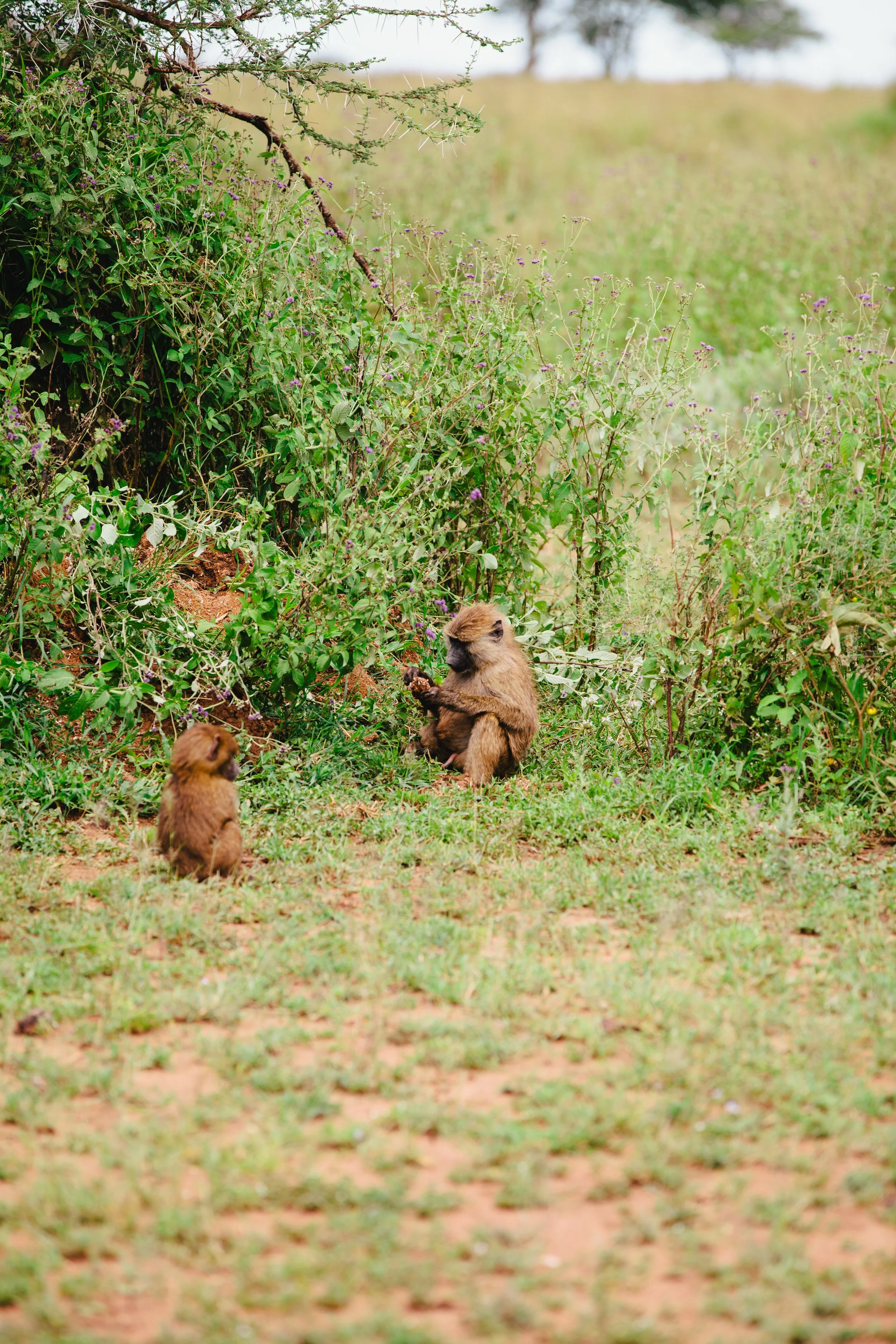 Serengeti-6631.jpg