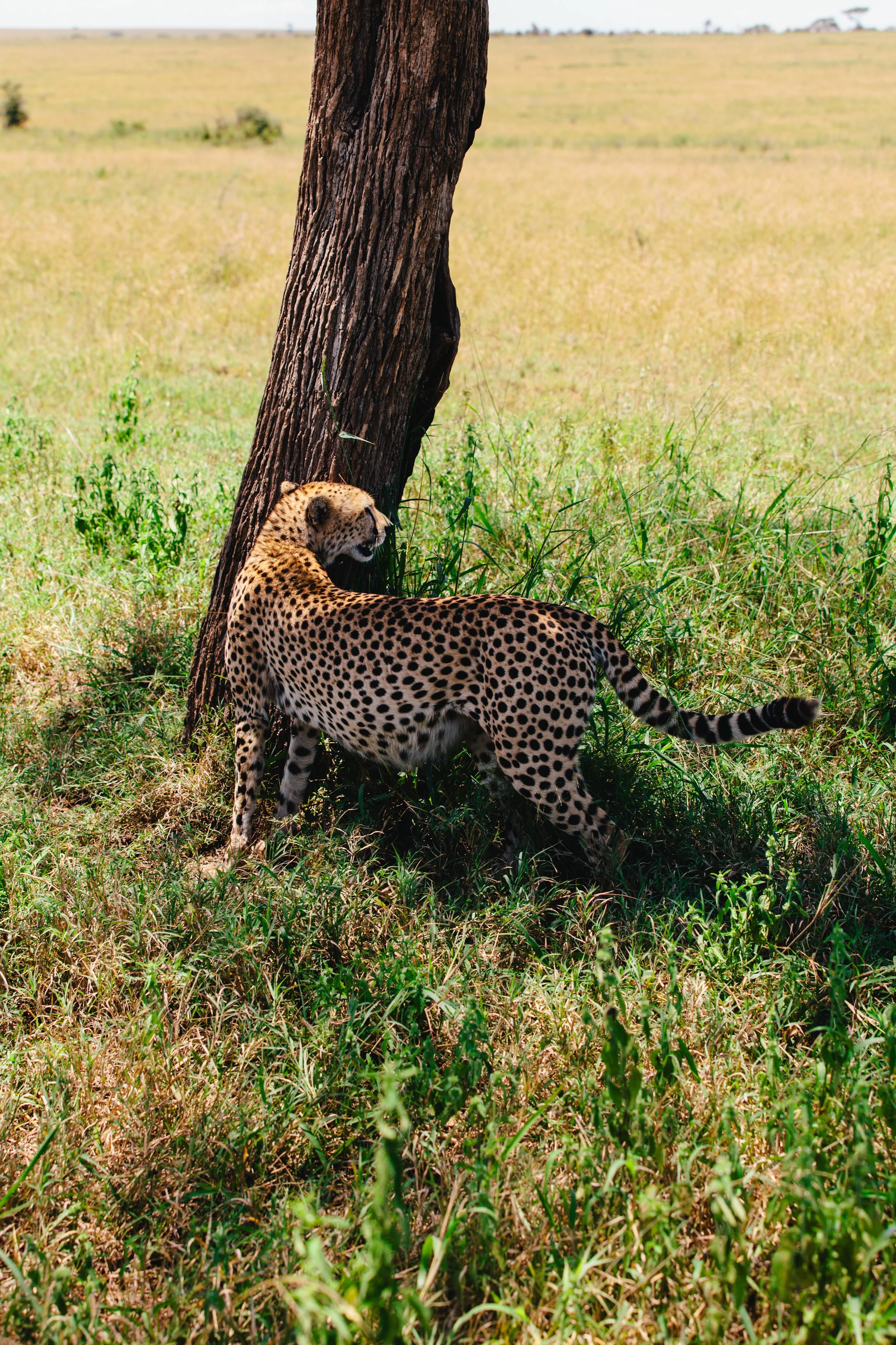 Serengeti-6625.jpg