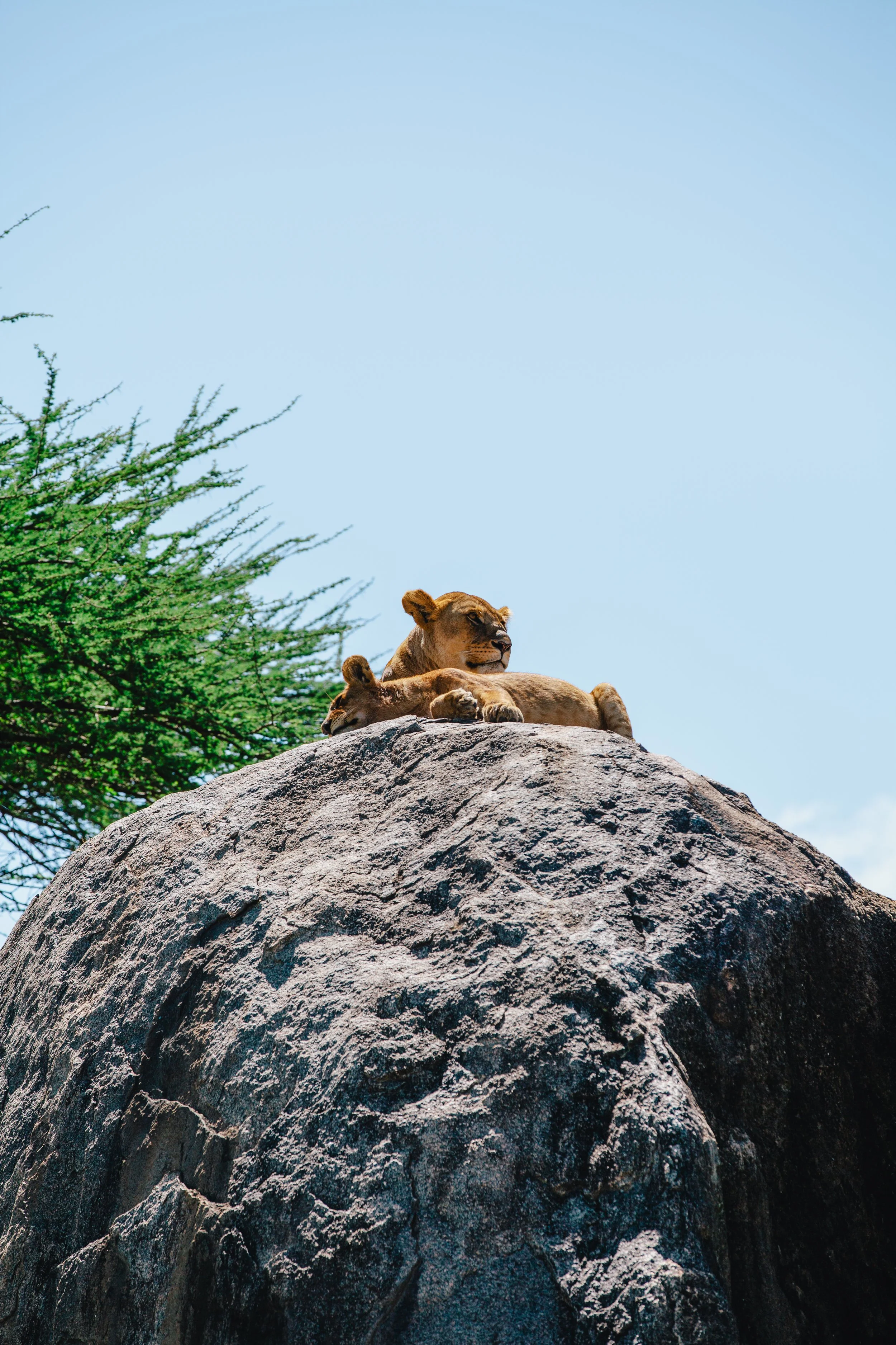 Serengeti-6590.jpg