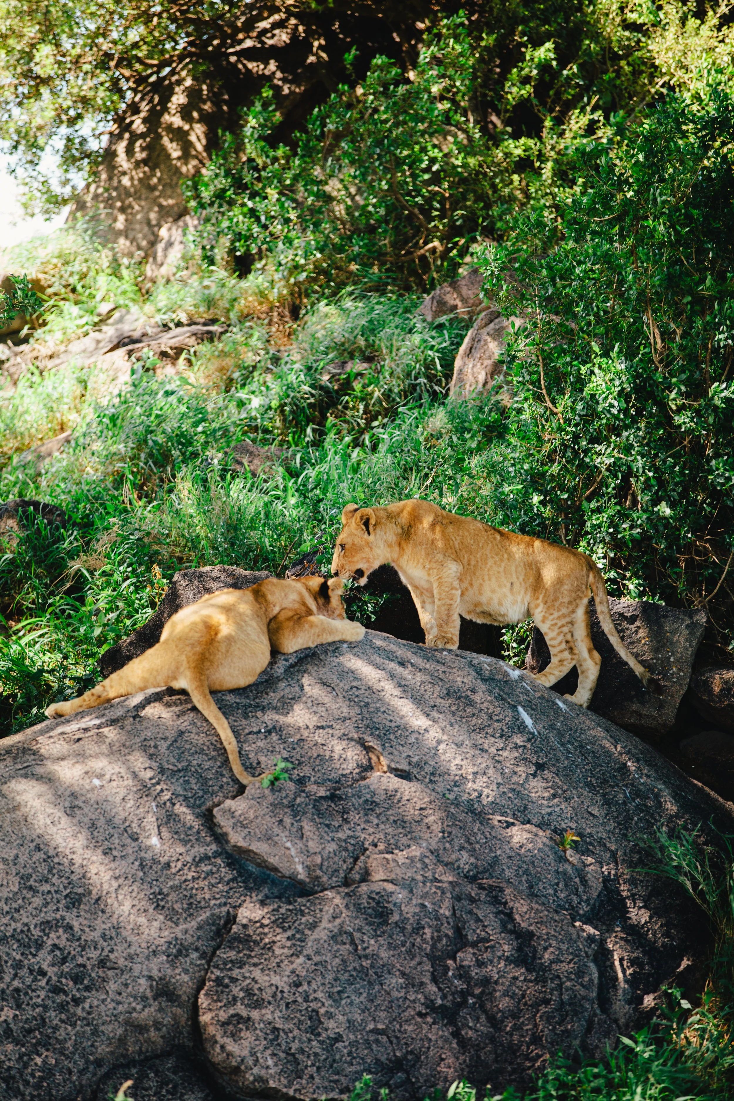 Serengeti-6548.jpg