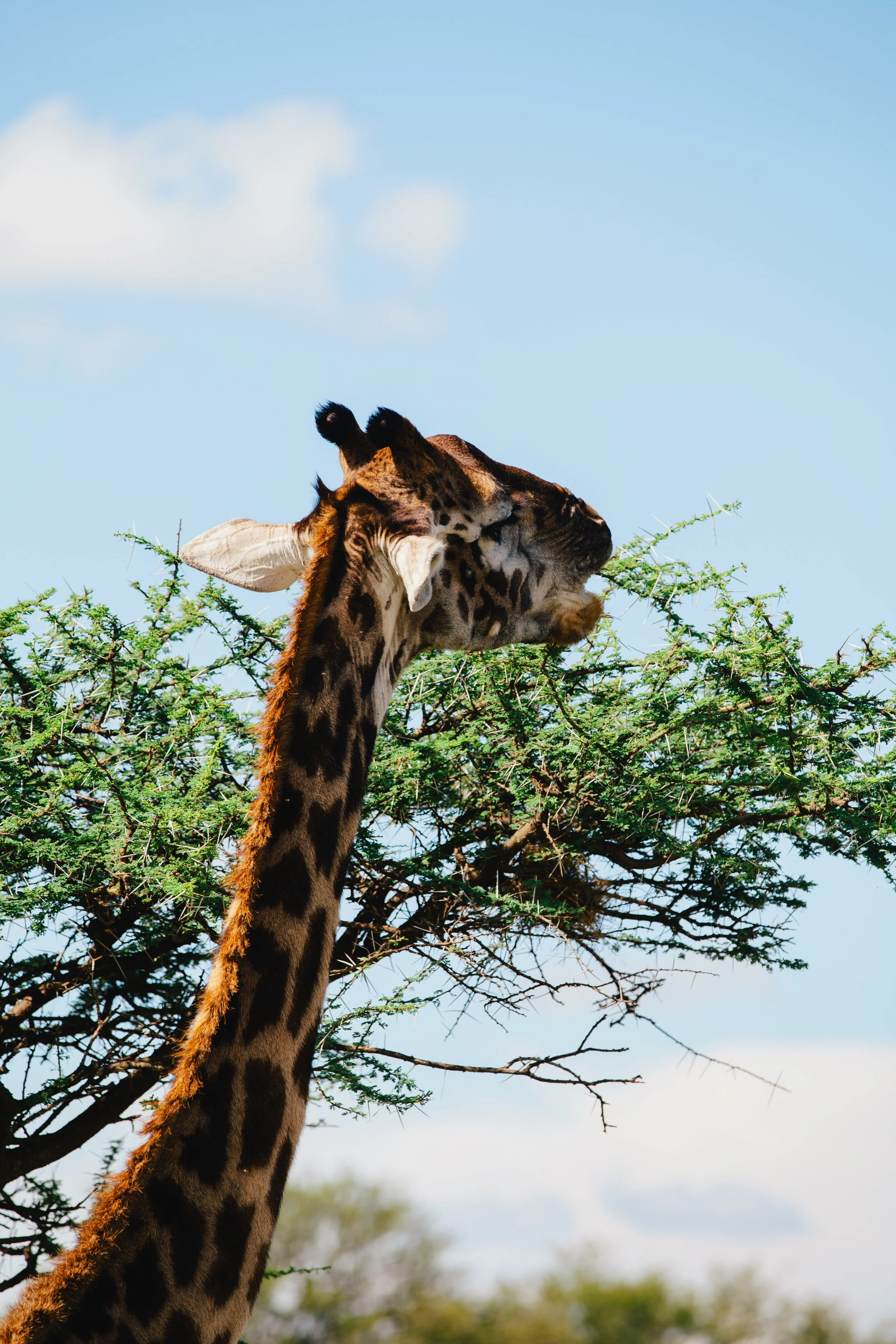 Serengeti-5946.jpg