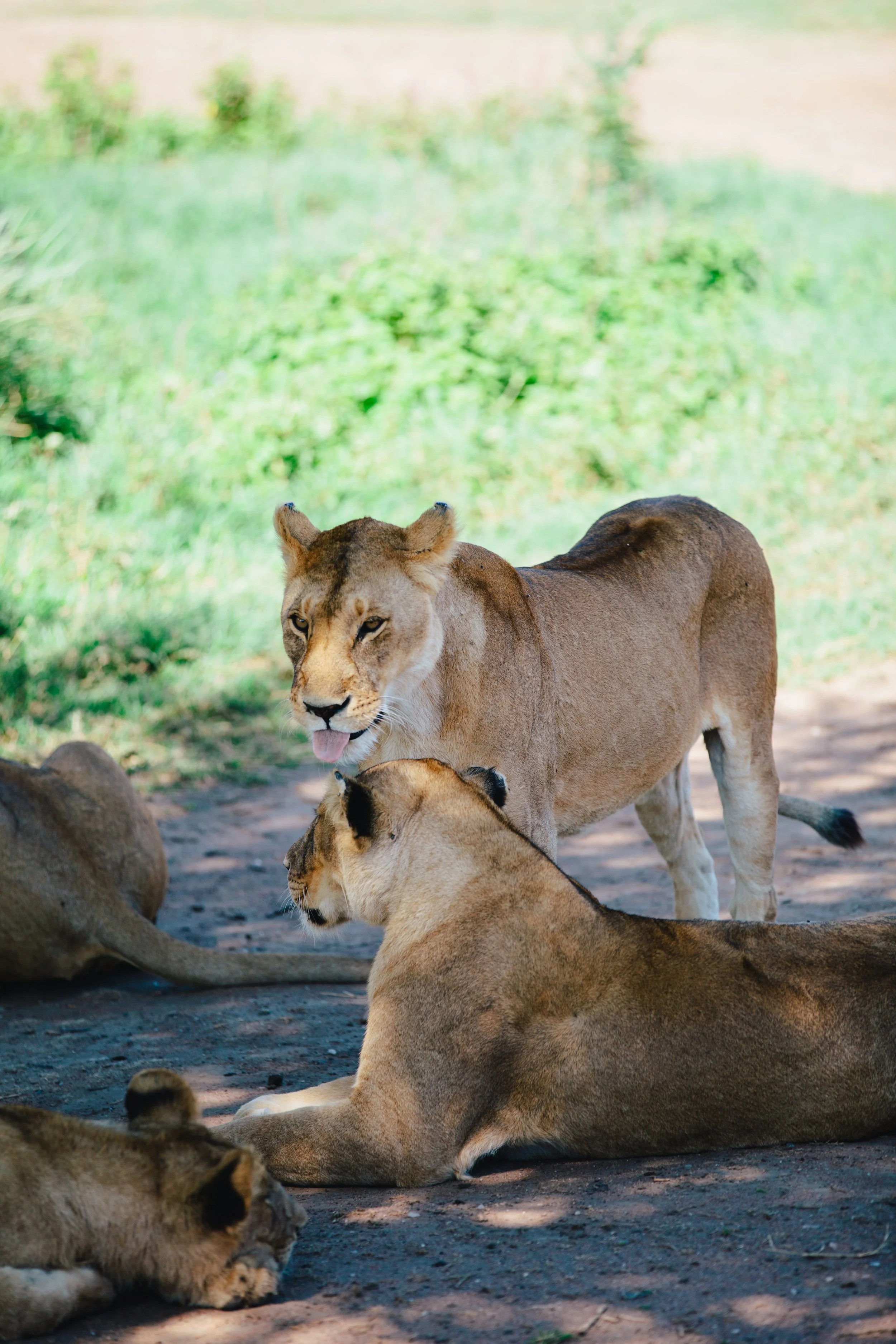 Serengeti-6497.jpg