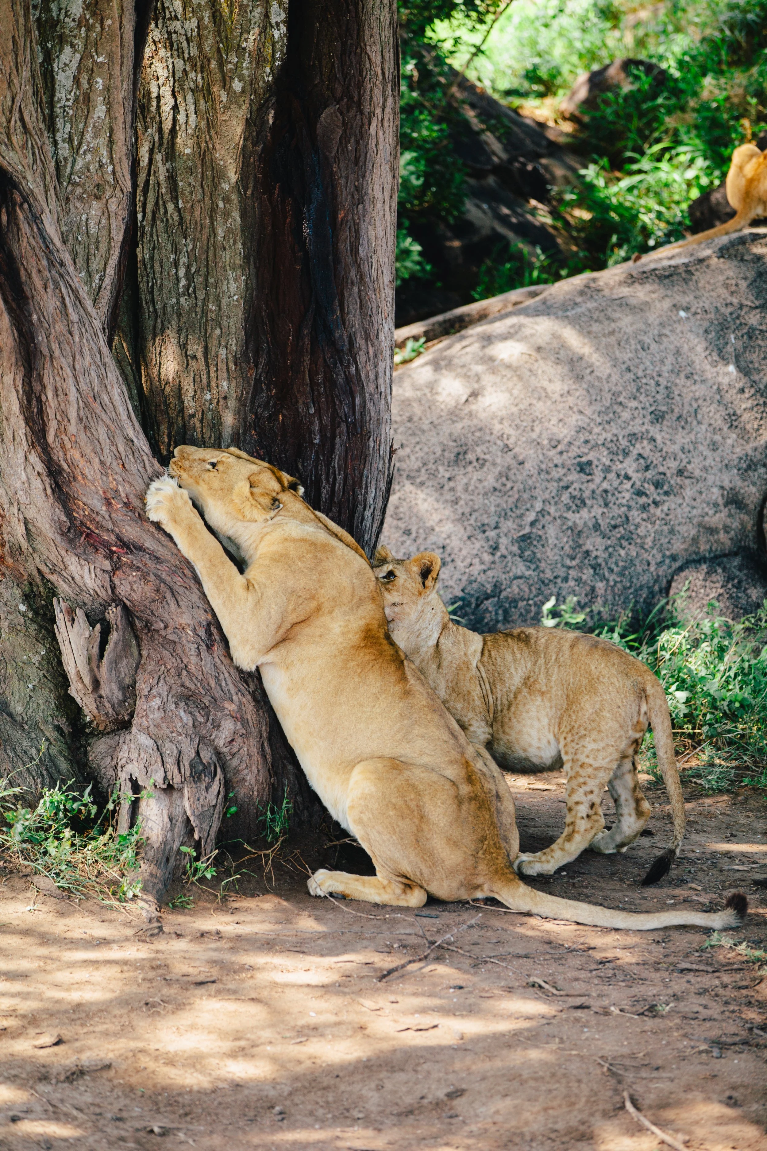 Serengeti-6519.jpg