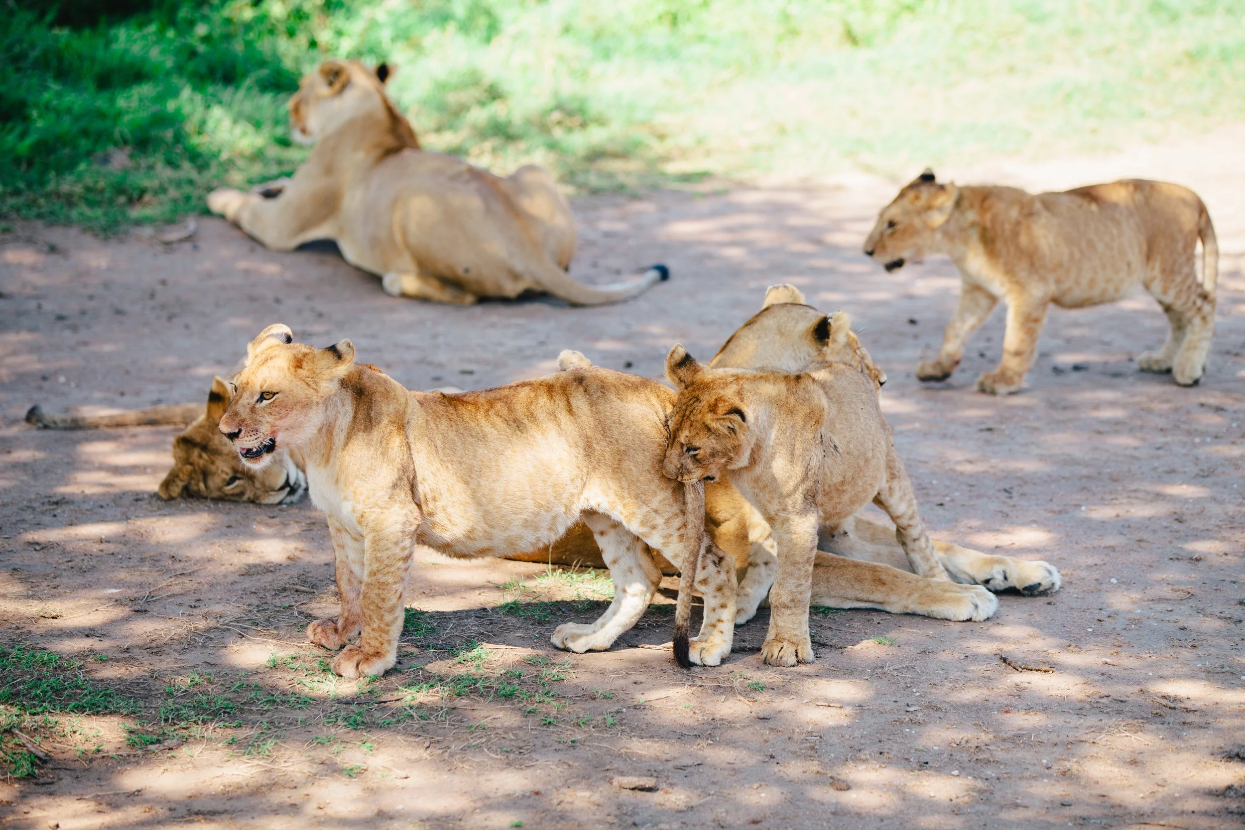 Serengeti-6524.jpg