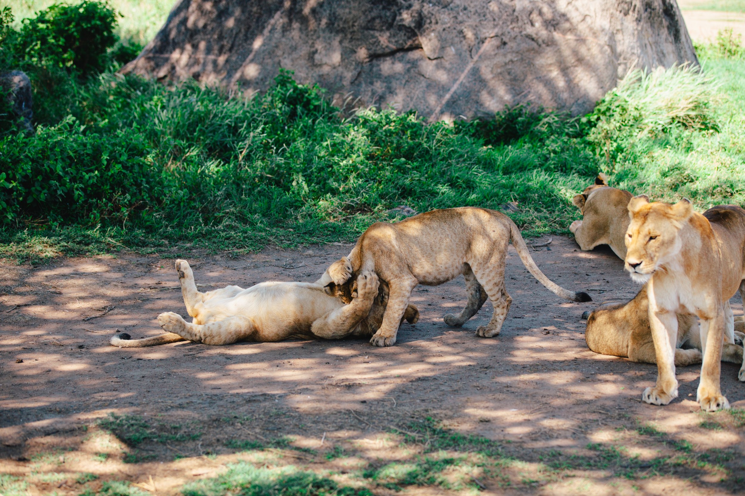 Serengeti-6501.jpg