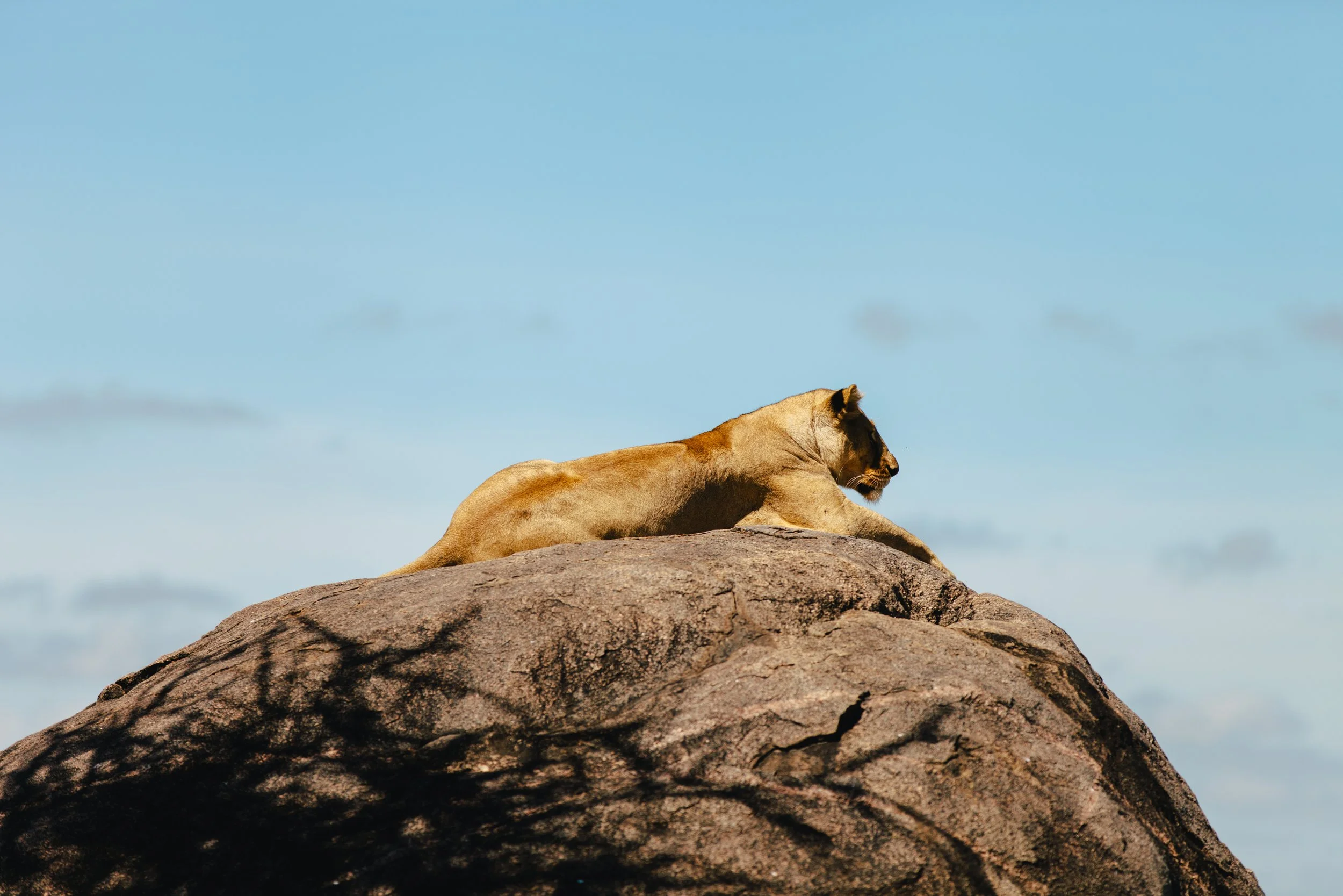 Serengeti-6506.jpg