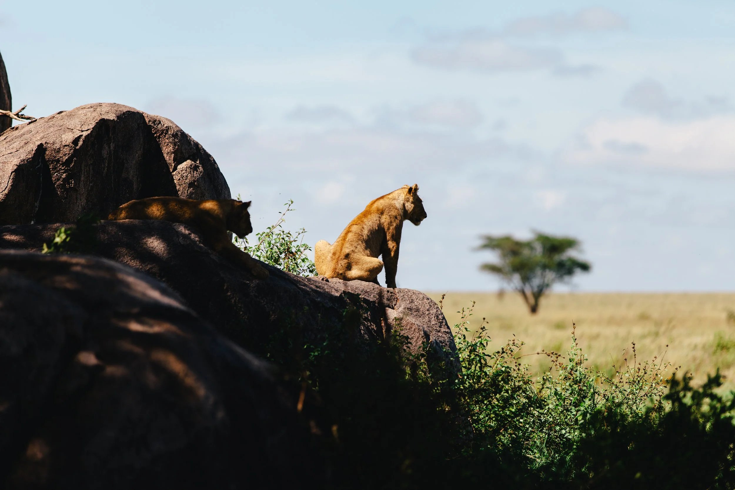Serengeti-6533.jpg