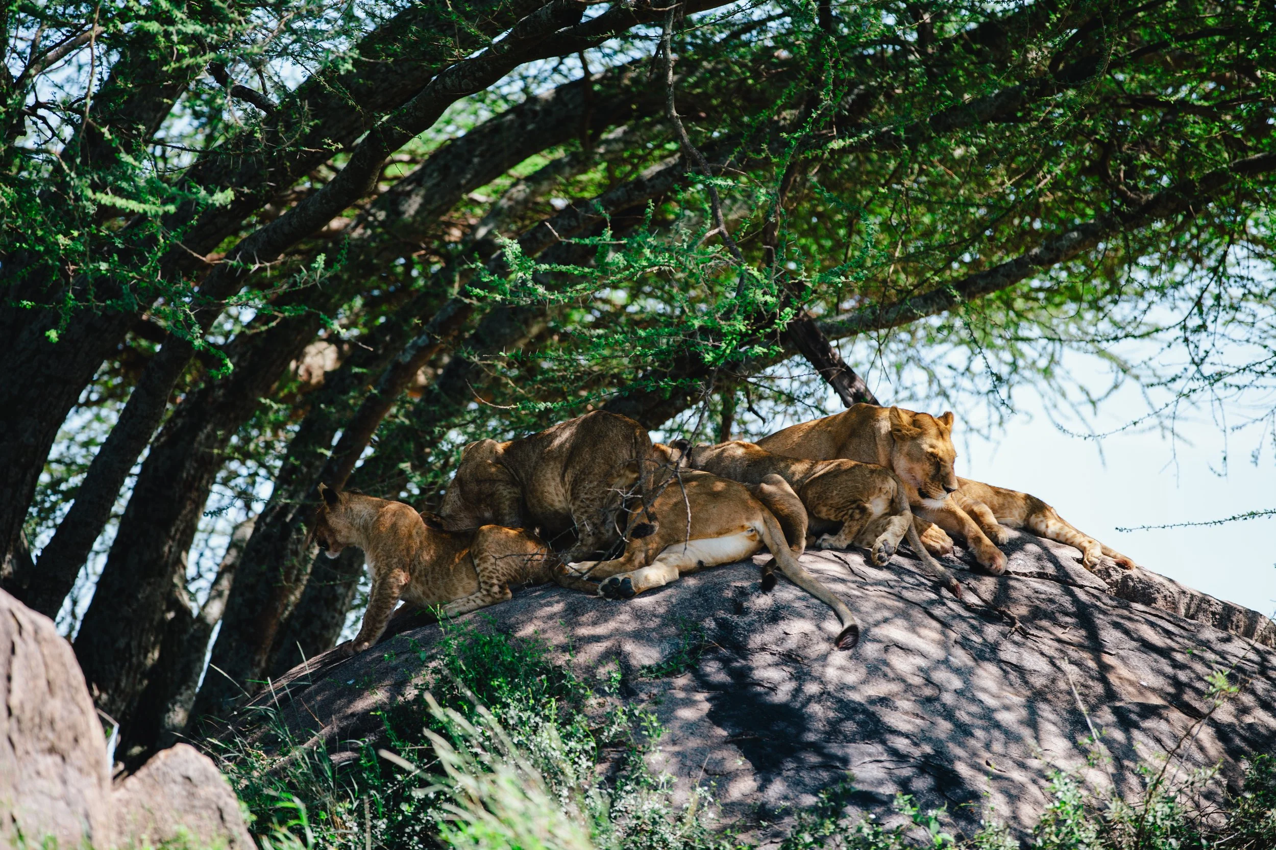 Serengeti-6572.jpg