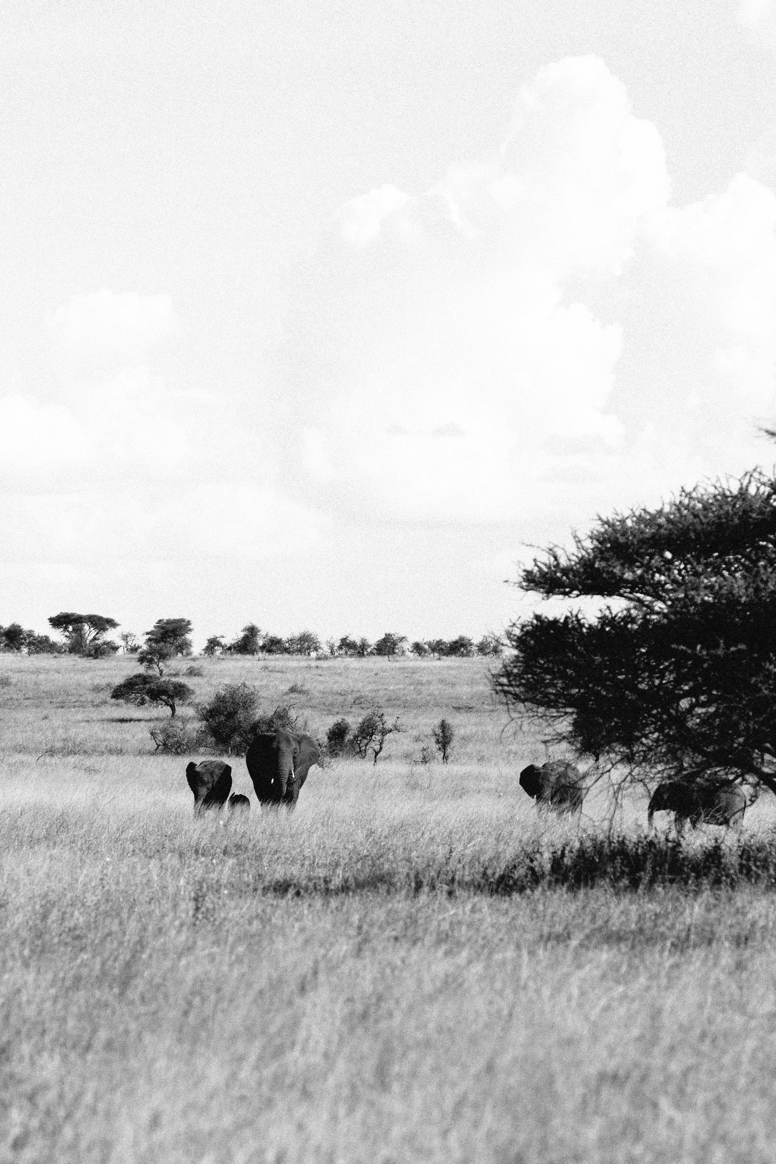 Serengeti-6664.jpg