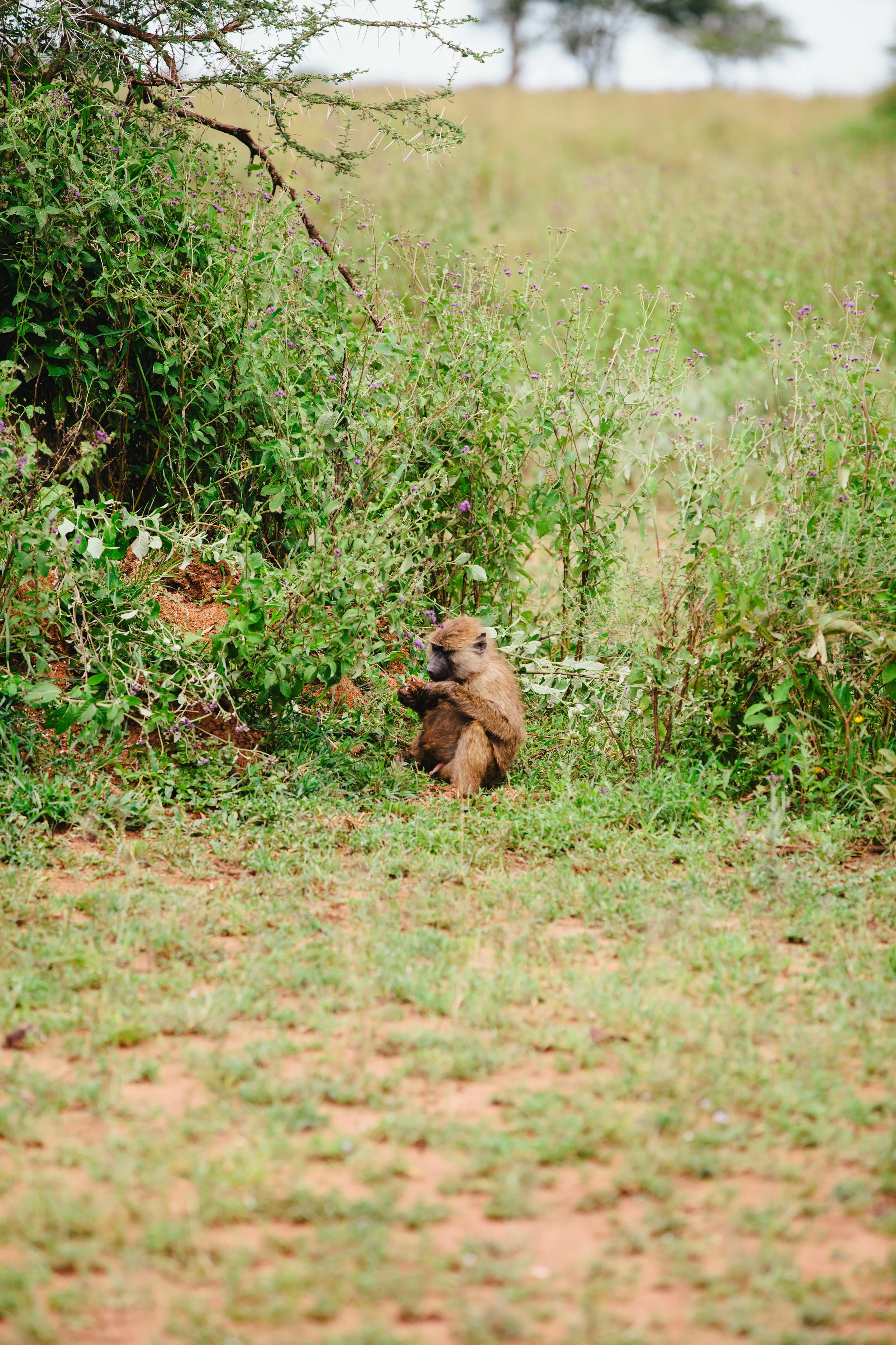 Serengeti-6630.jpg