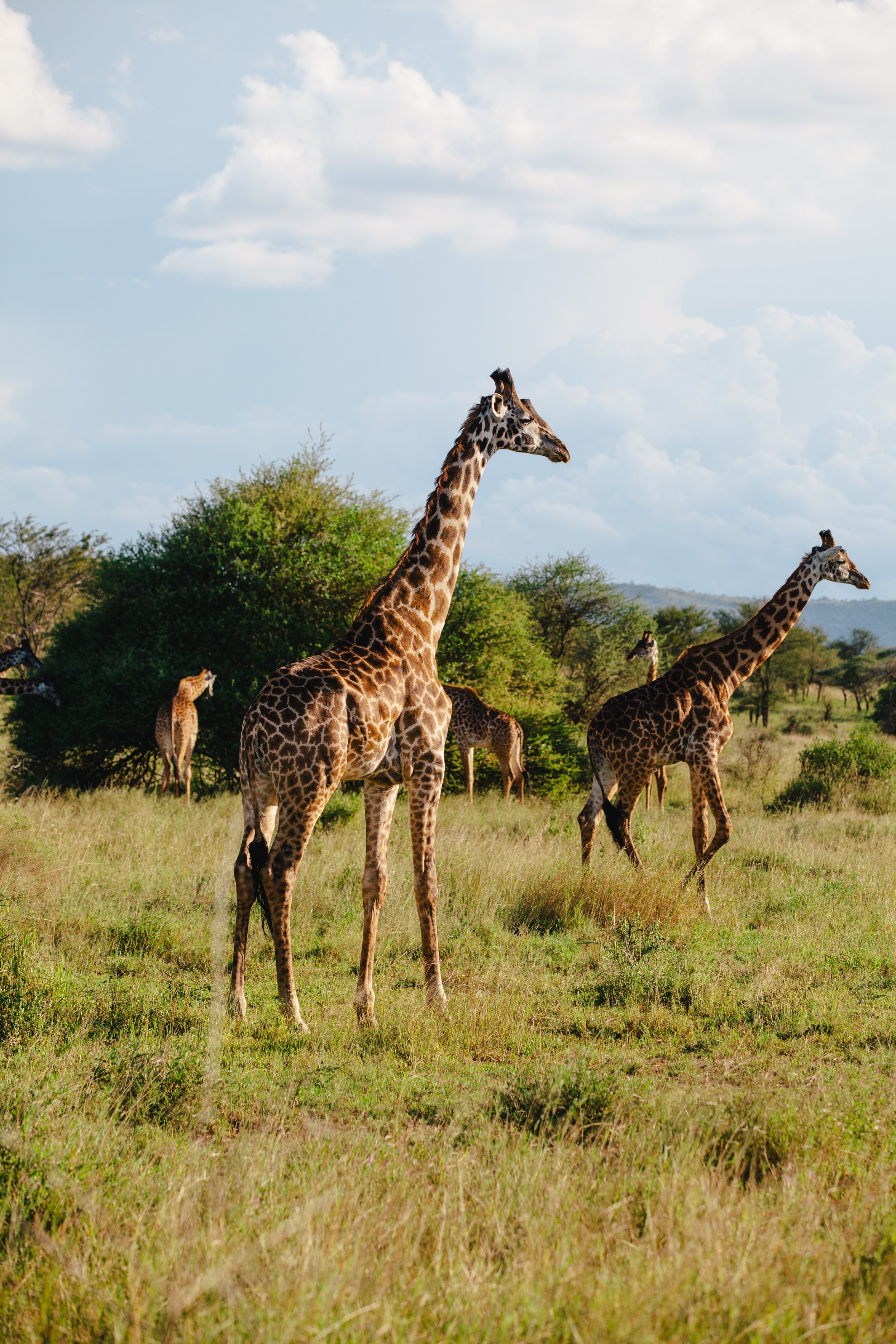 Serengeti-6078.jpg