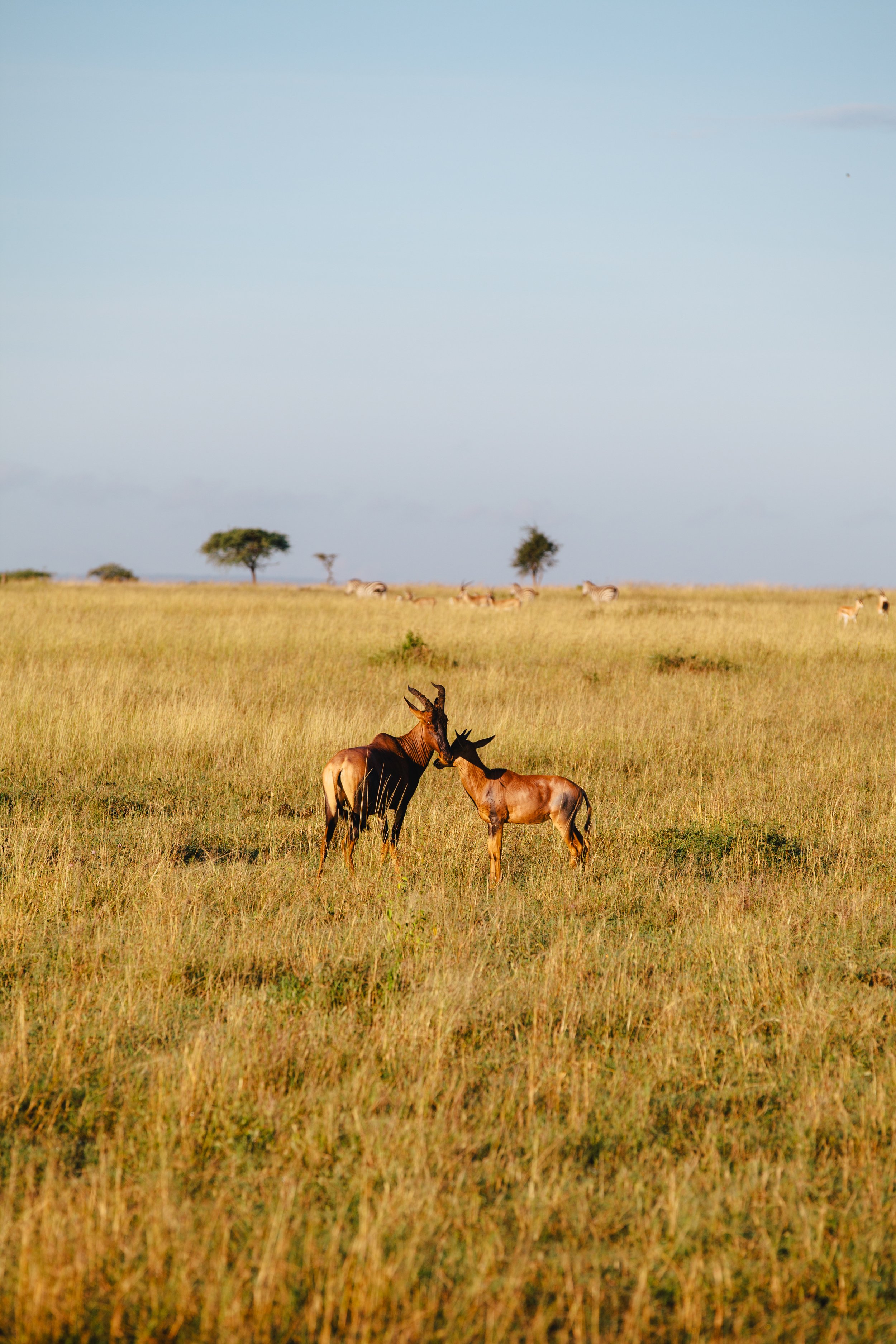 Serengeti-6319.jpg