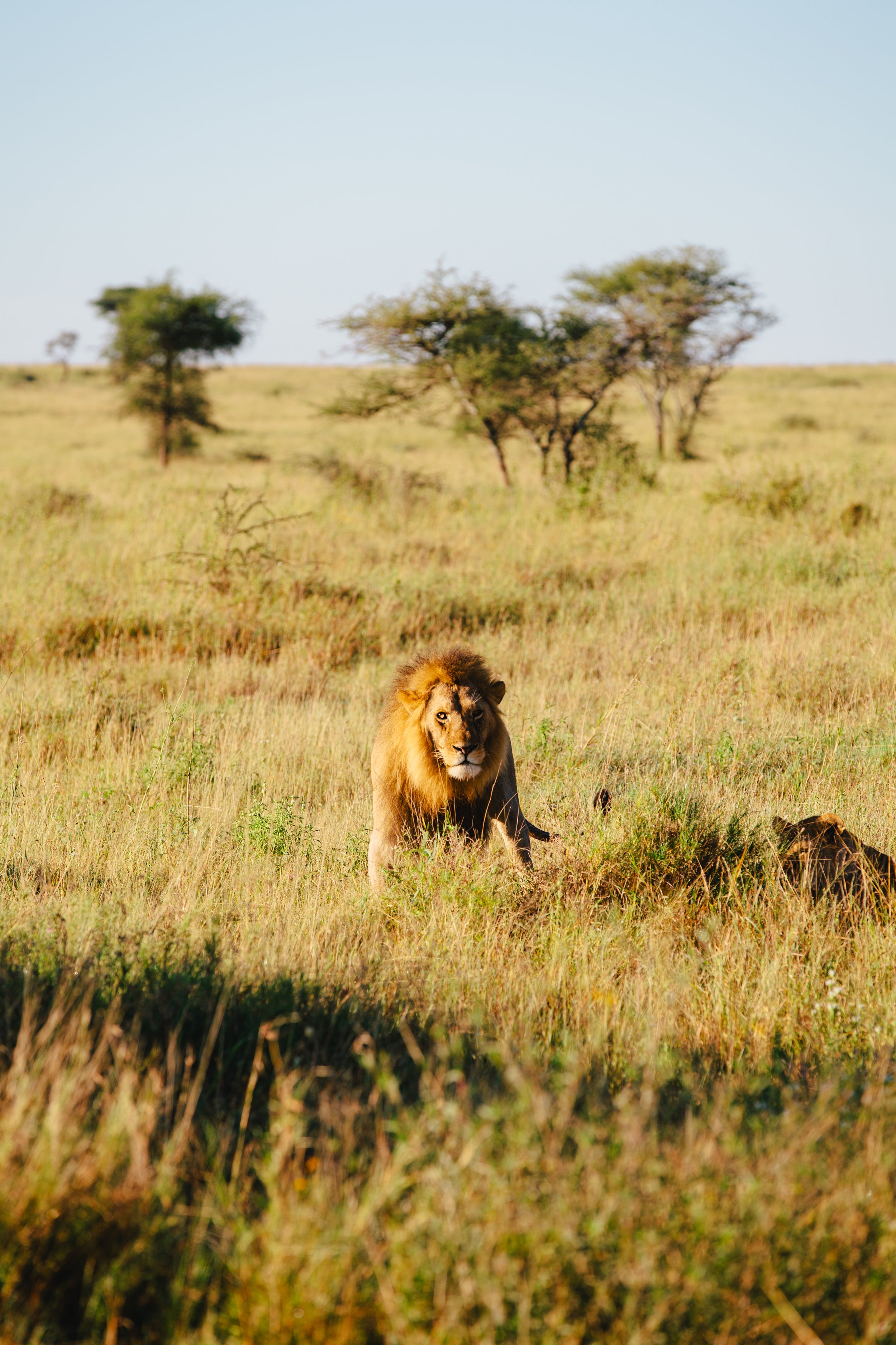 Serengeti-6359.jpg