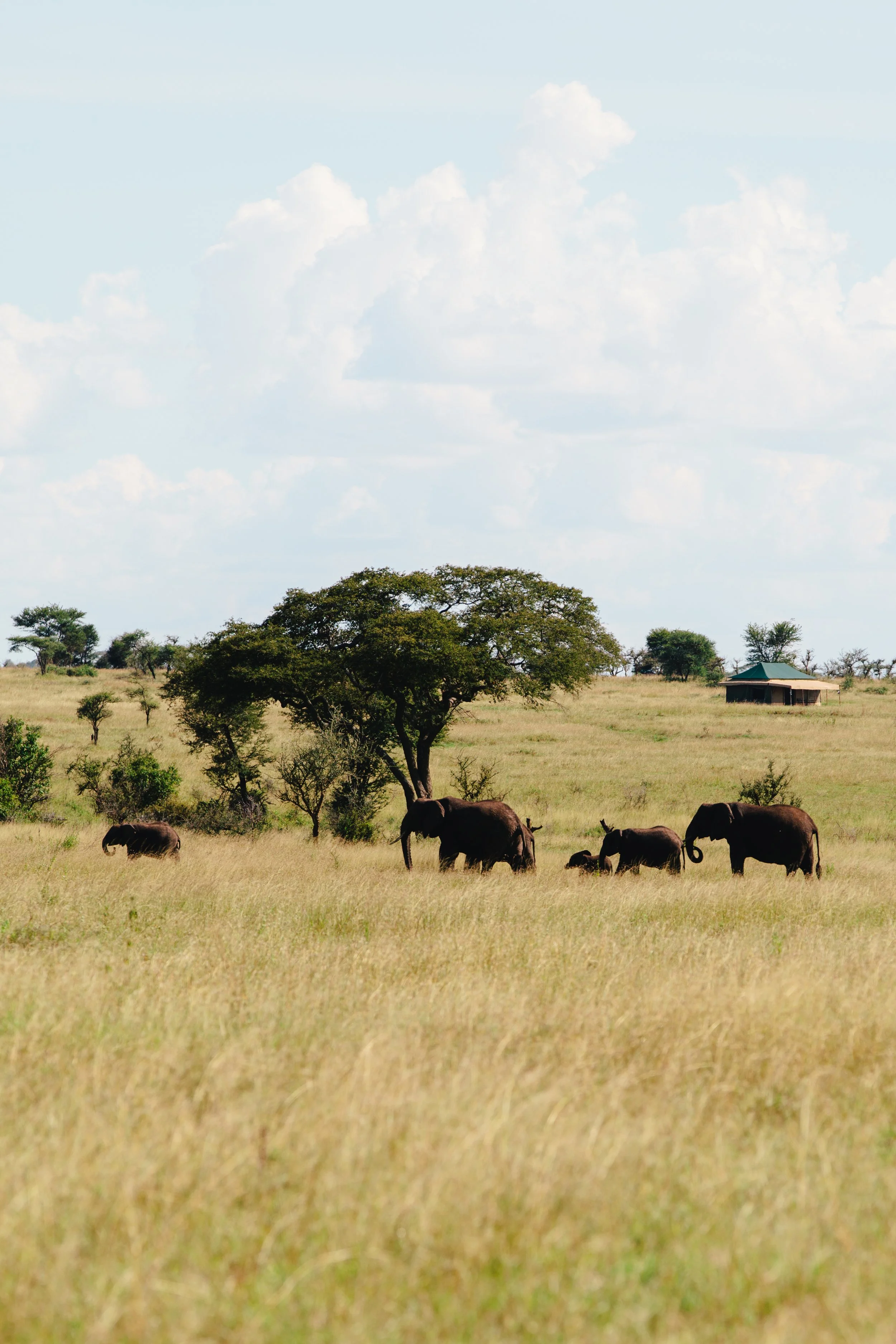 Serengeti-6653.jpg